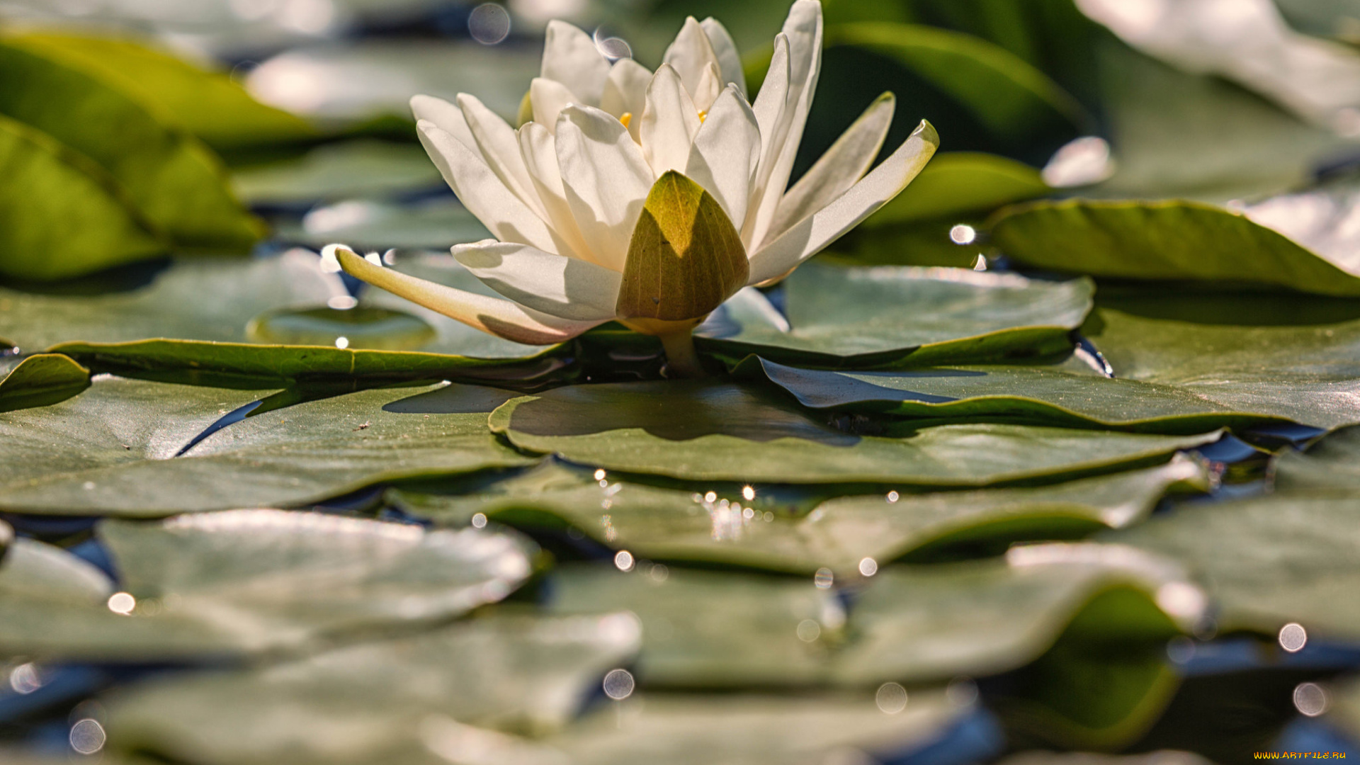 цветы, лилии, водяные, , нимфеи, , кувшинки, кувшинка, листья, цветение, вода, природа