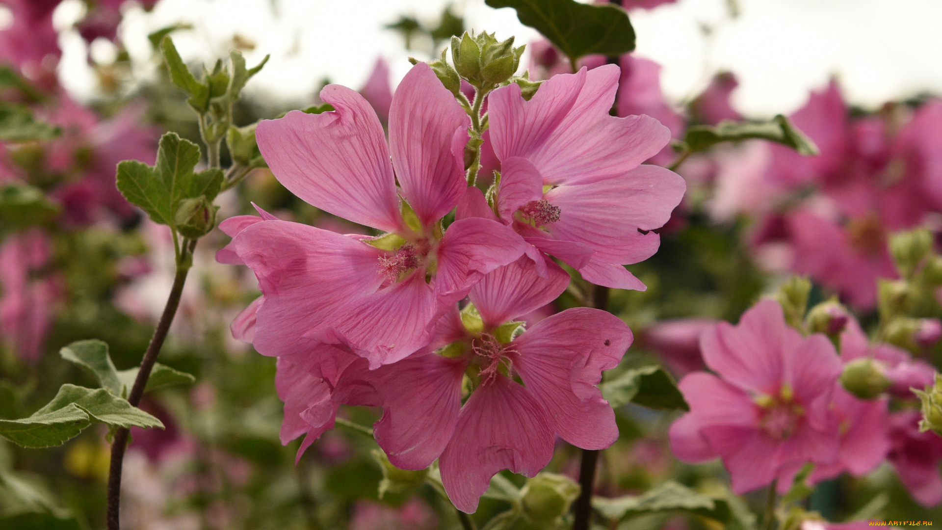цветы, мальвы, мальва, бутоны, цветение
