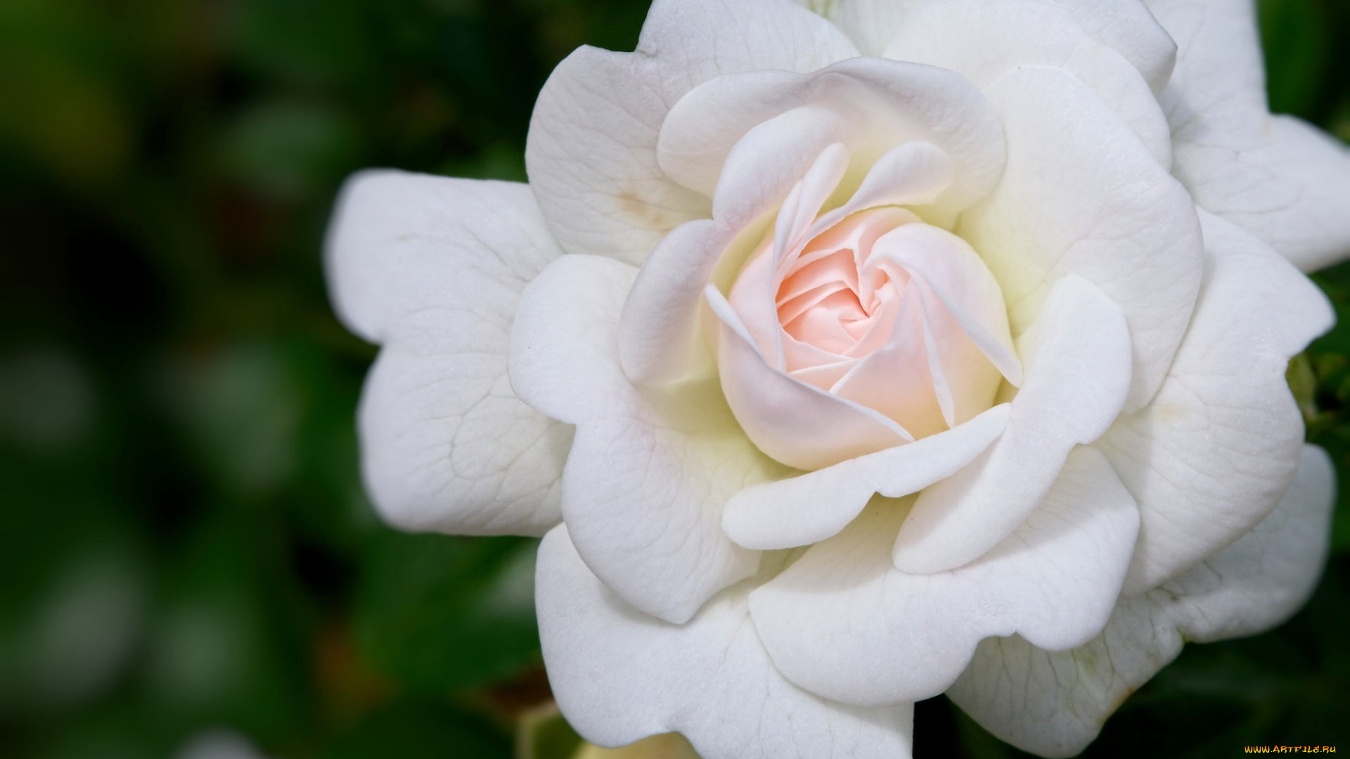 цветы, розы, роза, белая, макро