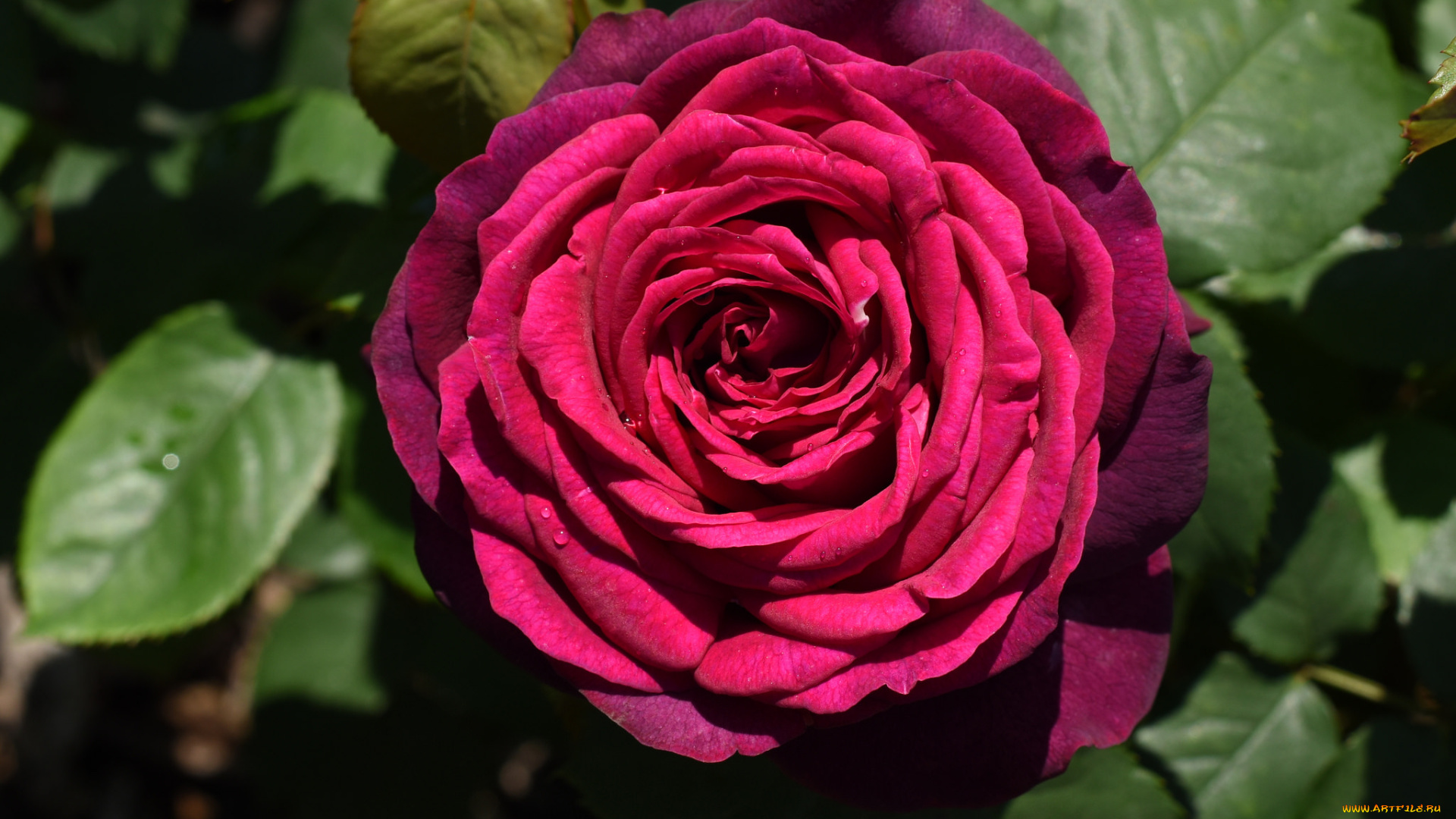 цветы, розы, роза, бутон, лепестки, листья, цветение, rose, bud, petals, leaves, blossoms