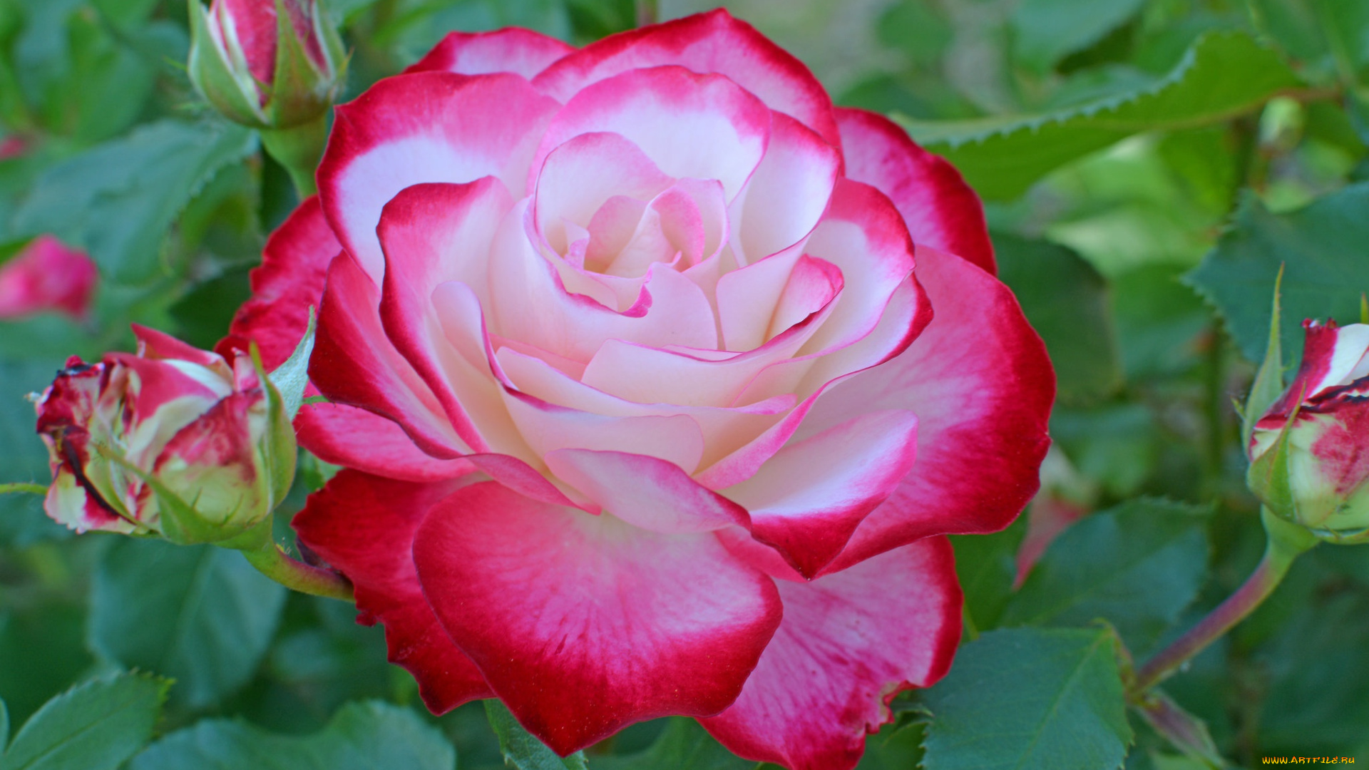 цветы, розы, роза, пестрая, макро, бутон