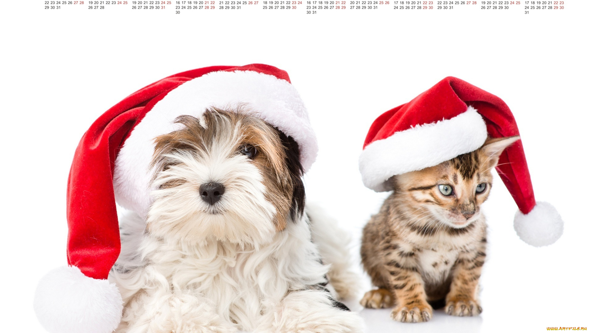календари, животные, шапка, белый, фон, собака, кошка
