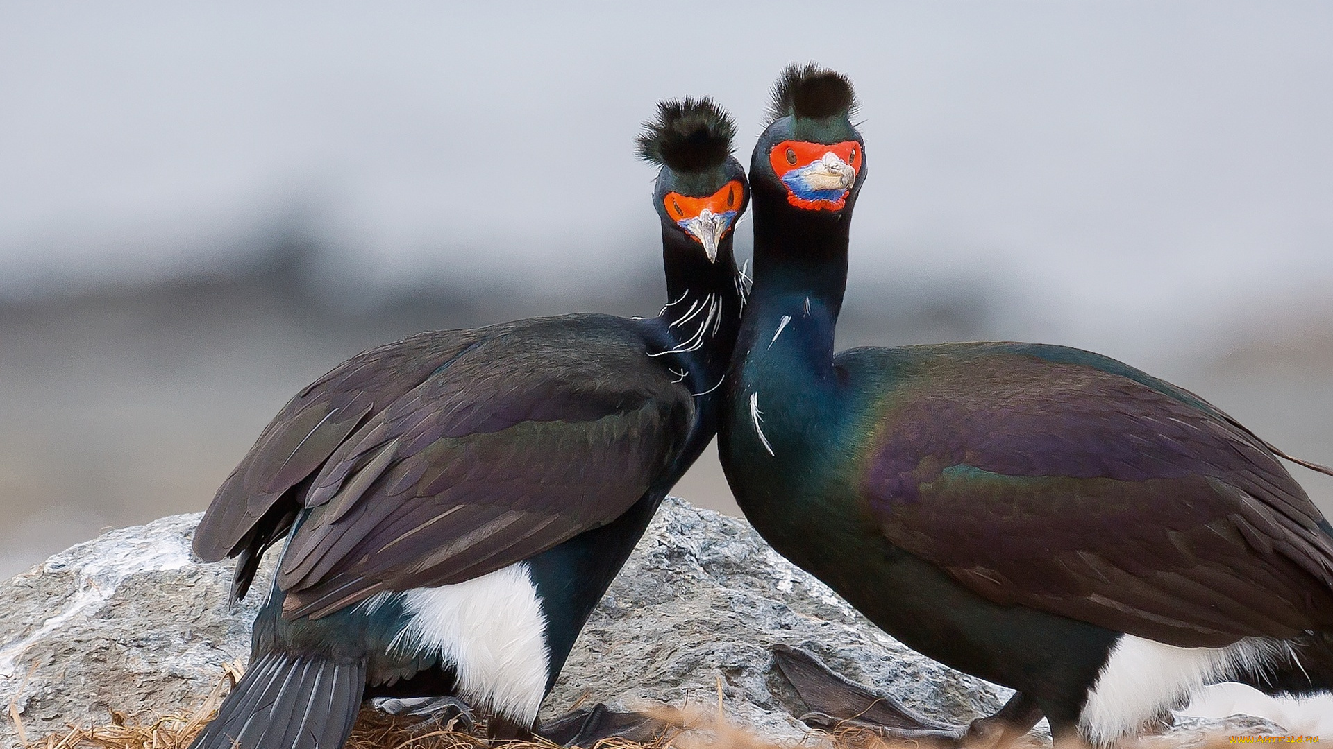 краснолицые, бакланы, животные, Чайки, , бакланы, , крачки, камень, пара, птицы