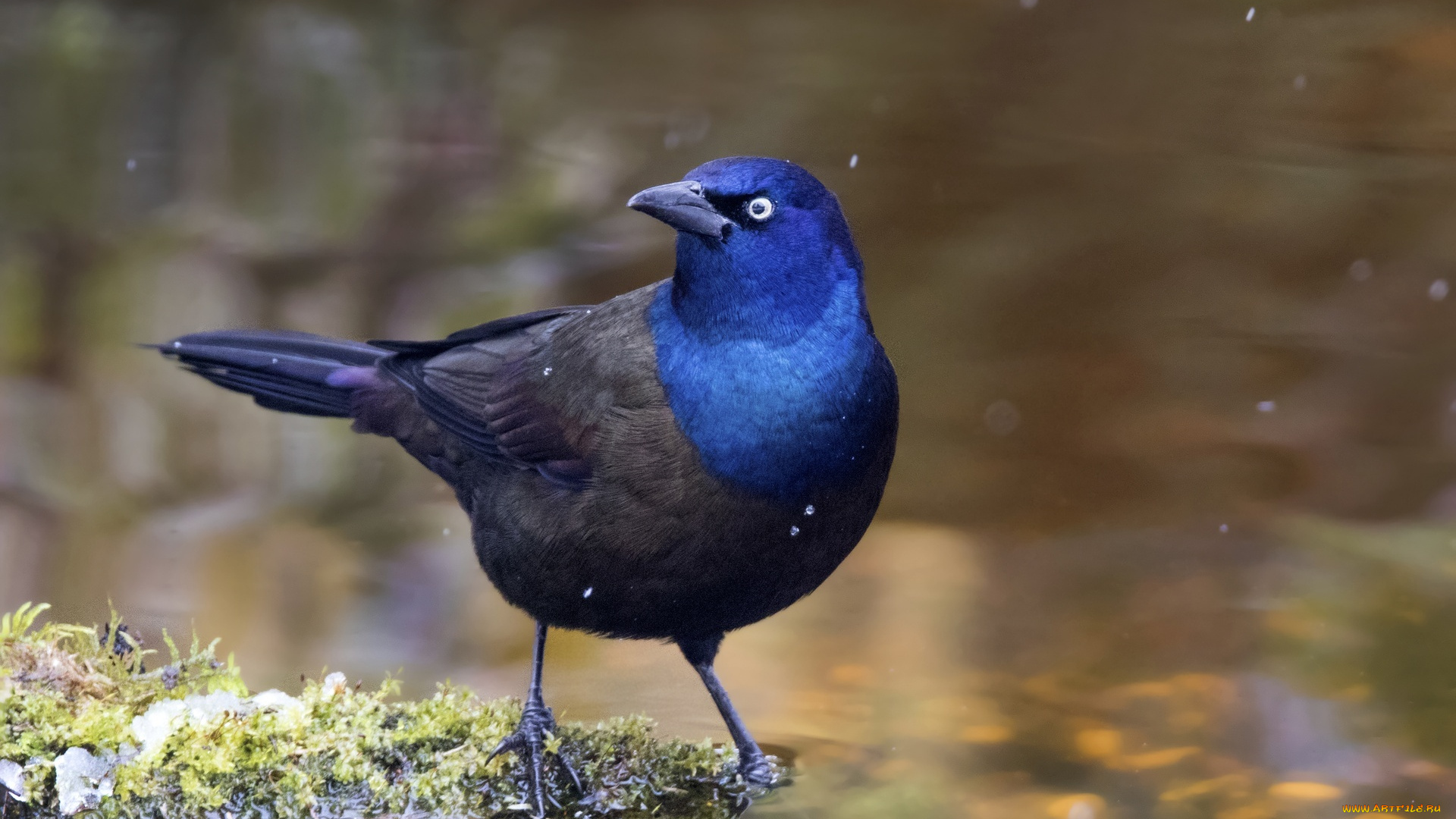 обыкновенный, гракл, животные, птицы, капли, птица, вода
