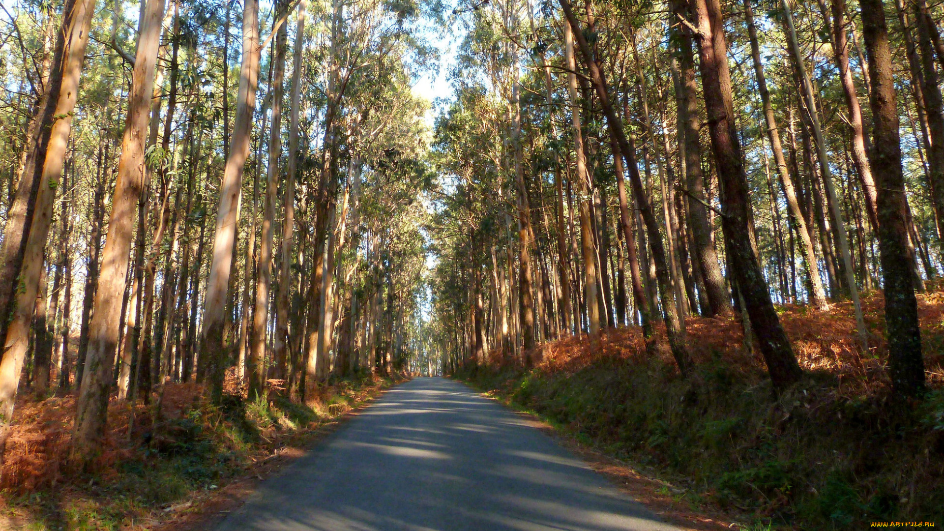 природа, дороги, простор