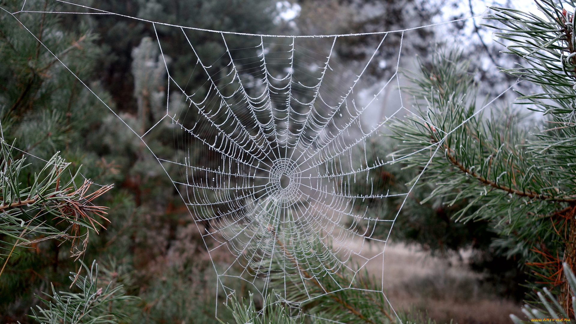 природа, другое, простор