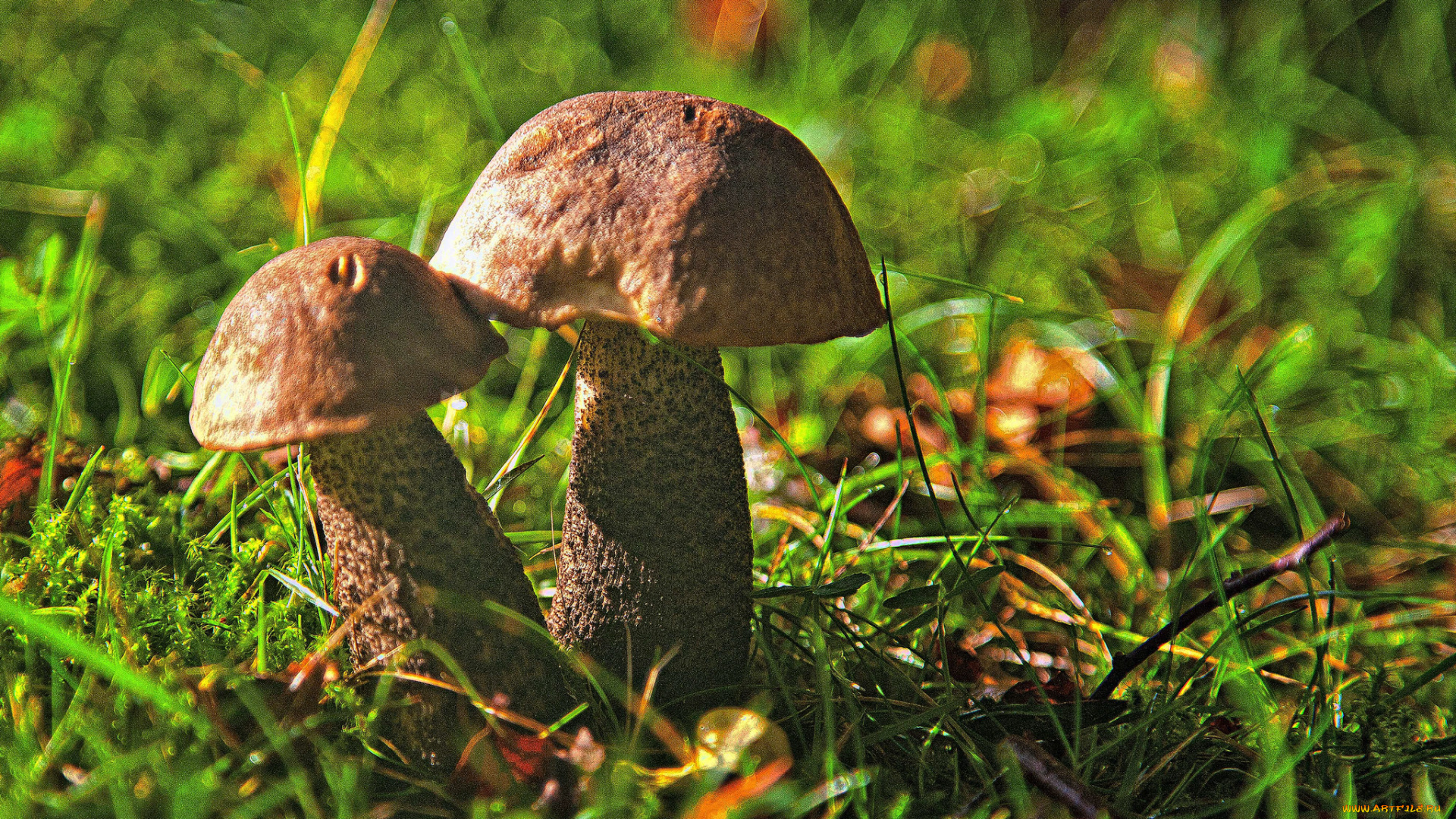 природа, грибы, простор
