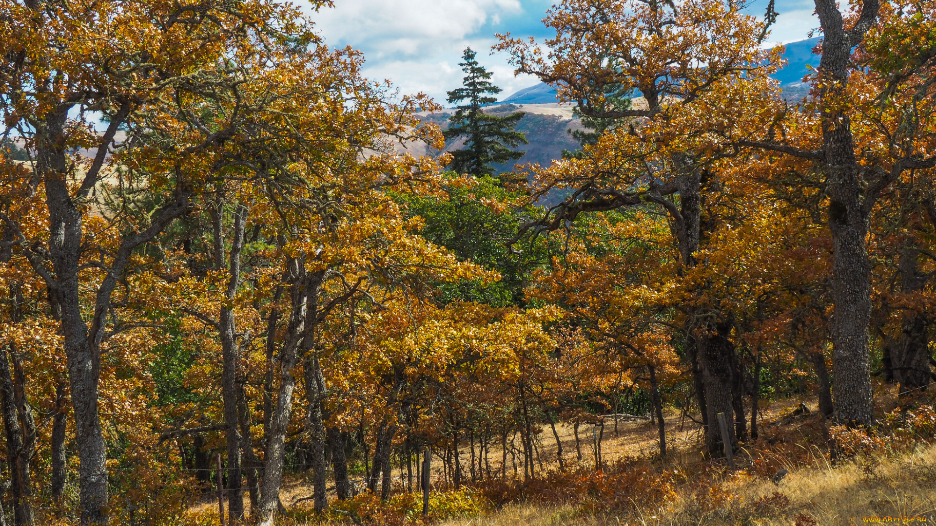 природа, лес, простор