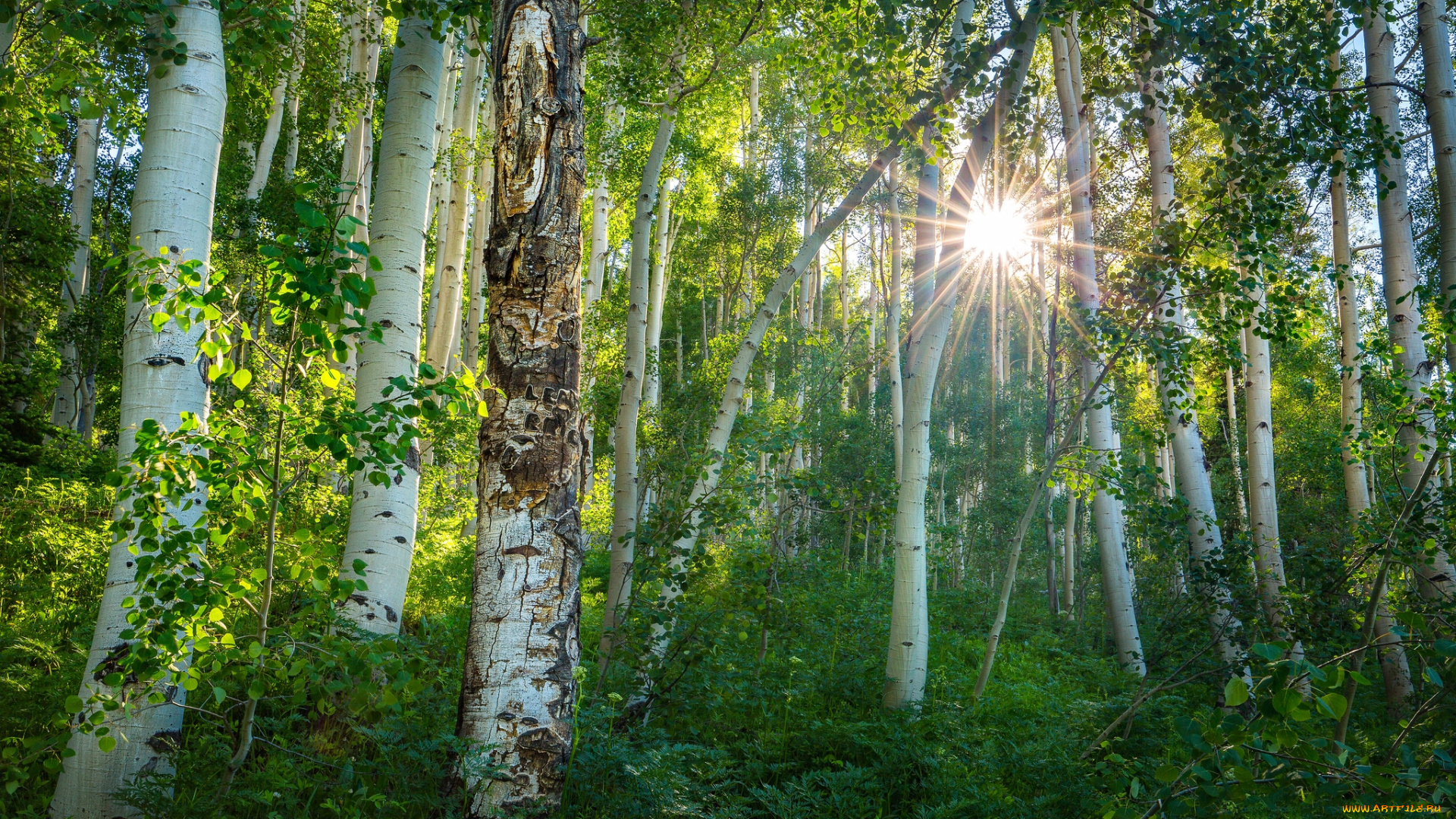 природа, лес, простор