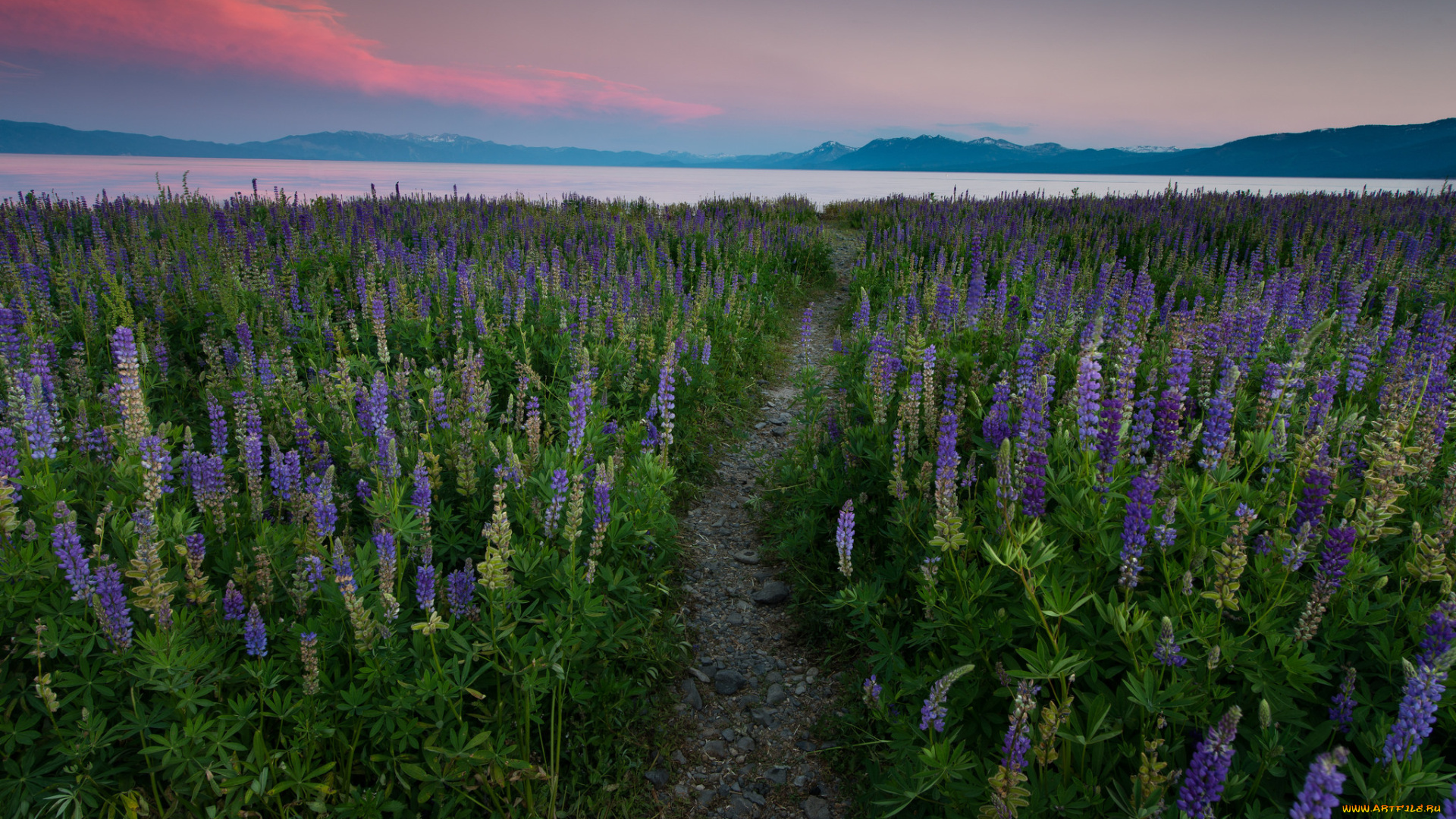 природа, луга, простор