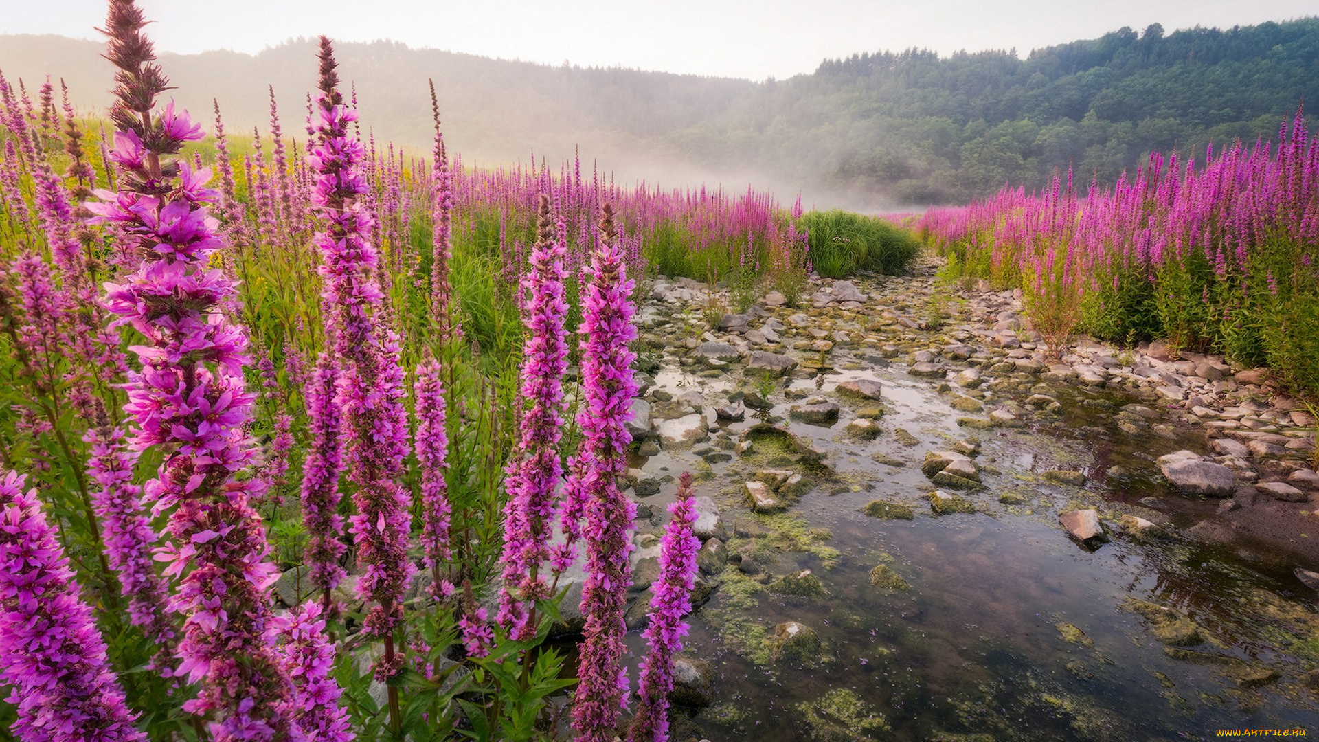 природа, луга, простор