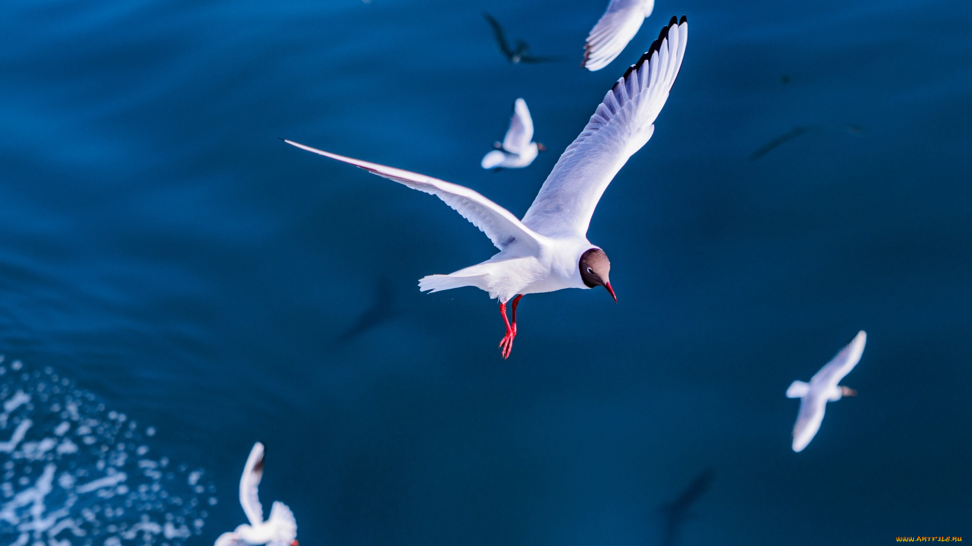 животные, Чайки, , бакланы, , крачки, полет, птицы, чайка, море