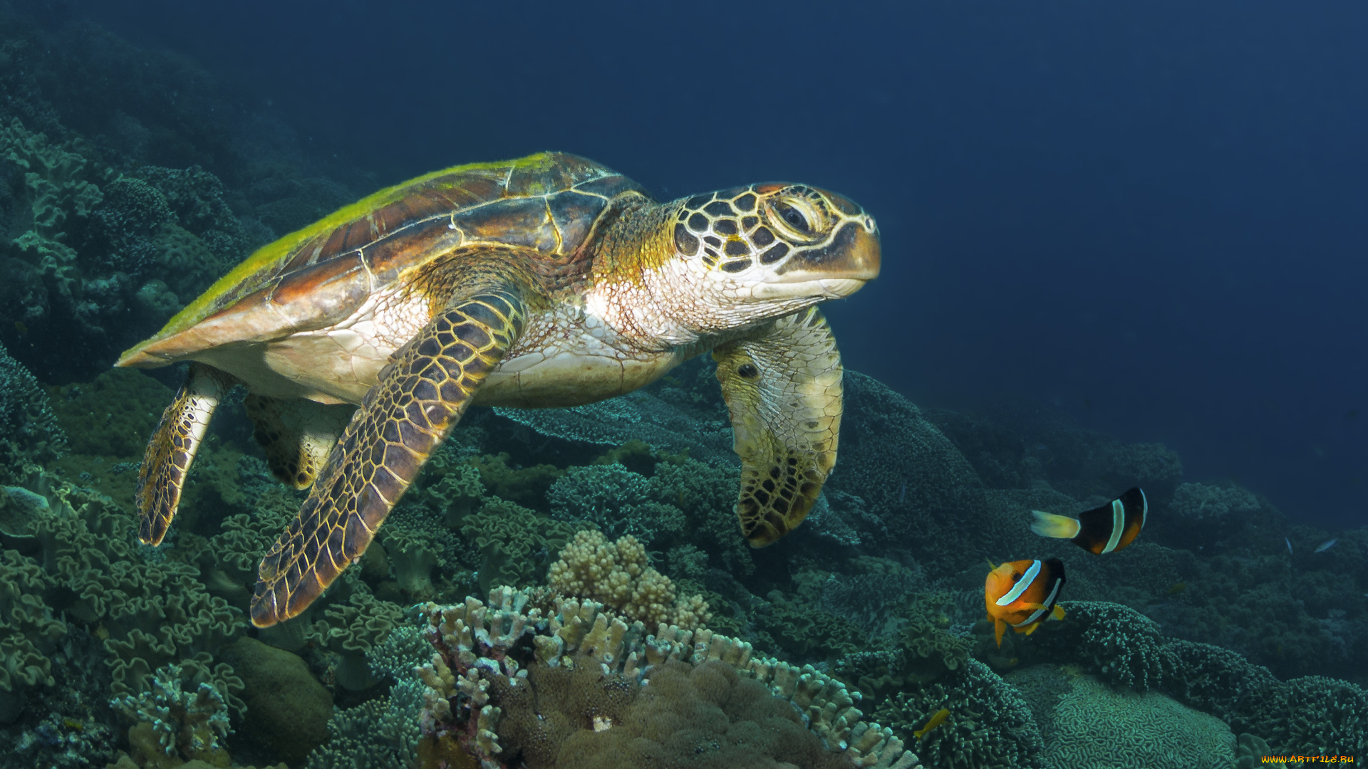 животные, Черепахи, морское, дно, море, черепаха