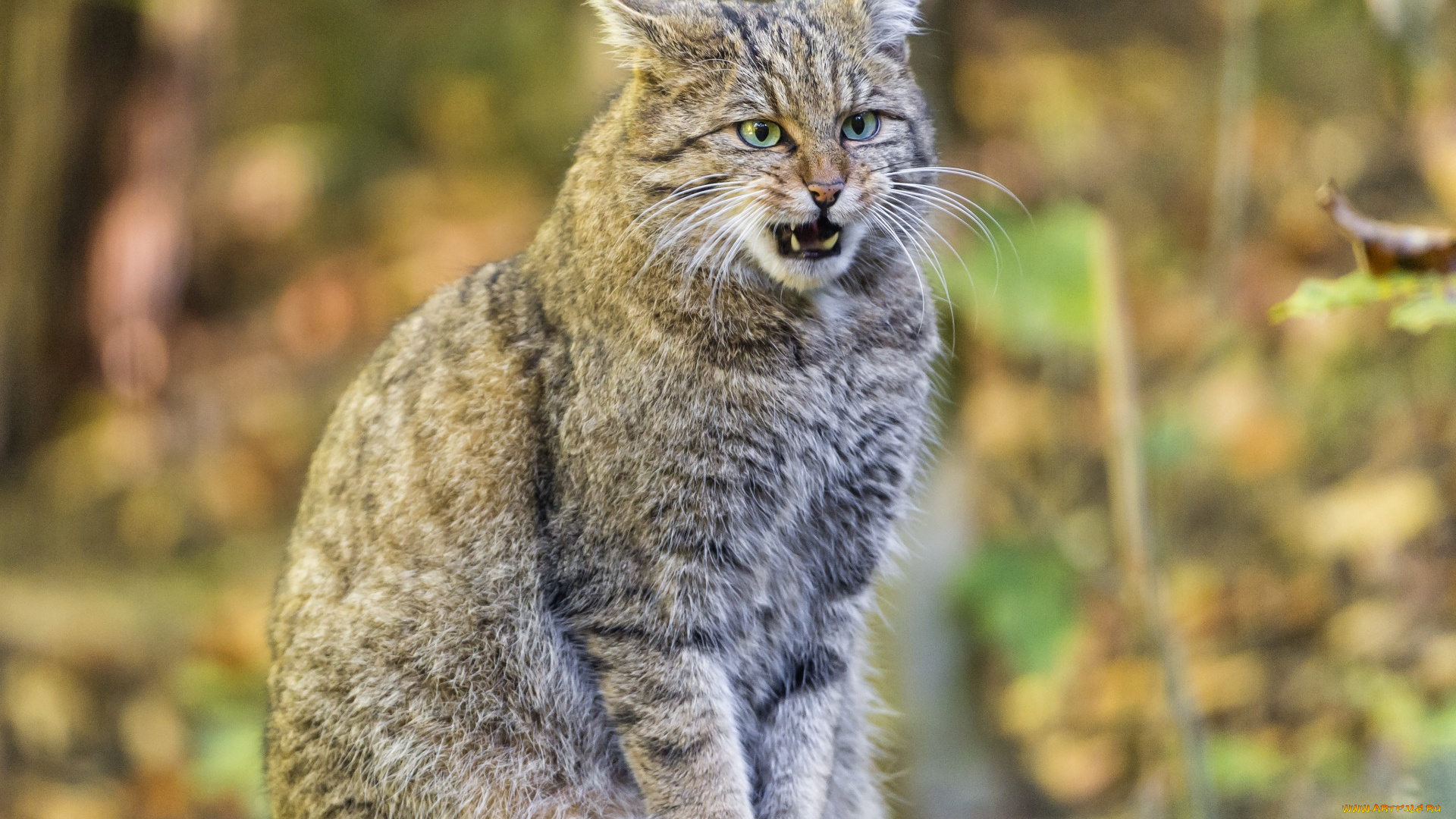 животные, дикие, кошки, взгляд