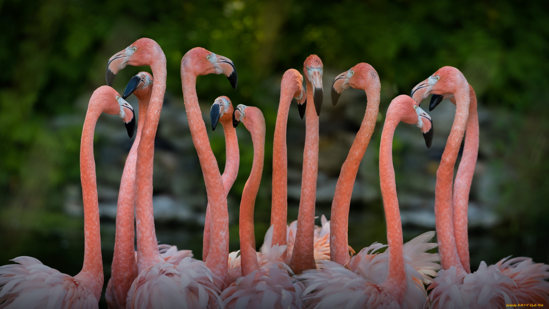 животные, фламинго, розовый, птица, перья, природа