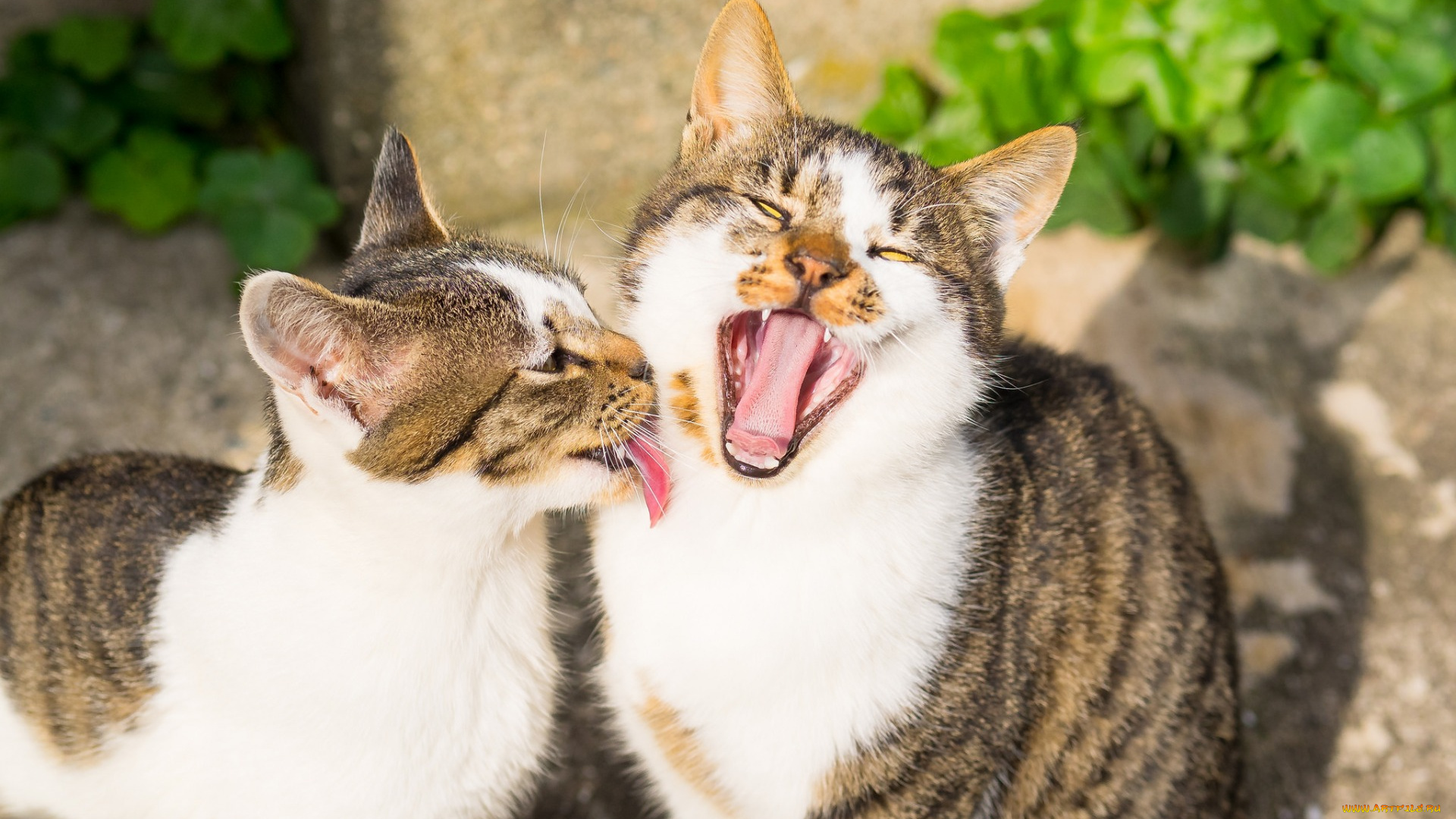 животные, коты, двое