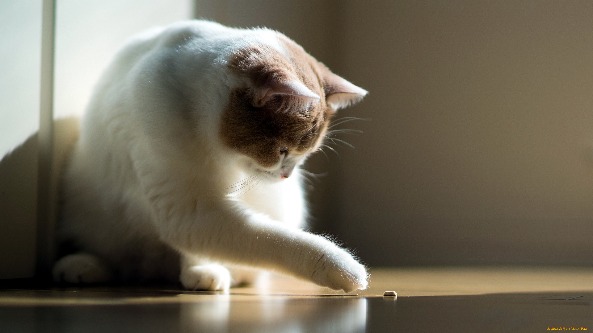 животные, коты, интерес