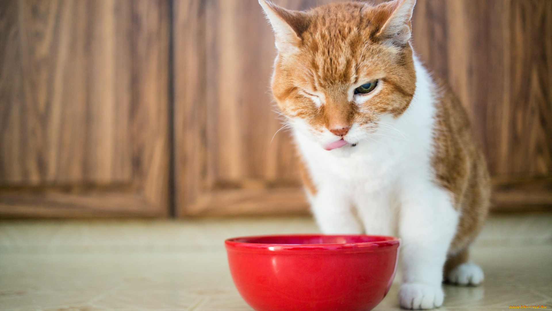 животные, коты, миска