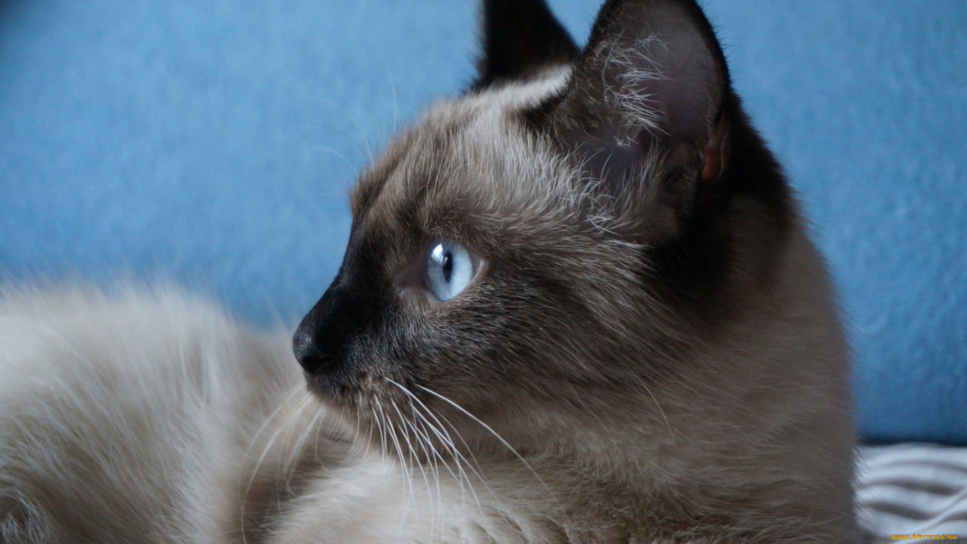 животные, коты, морда