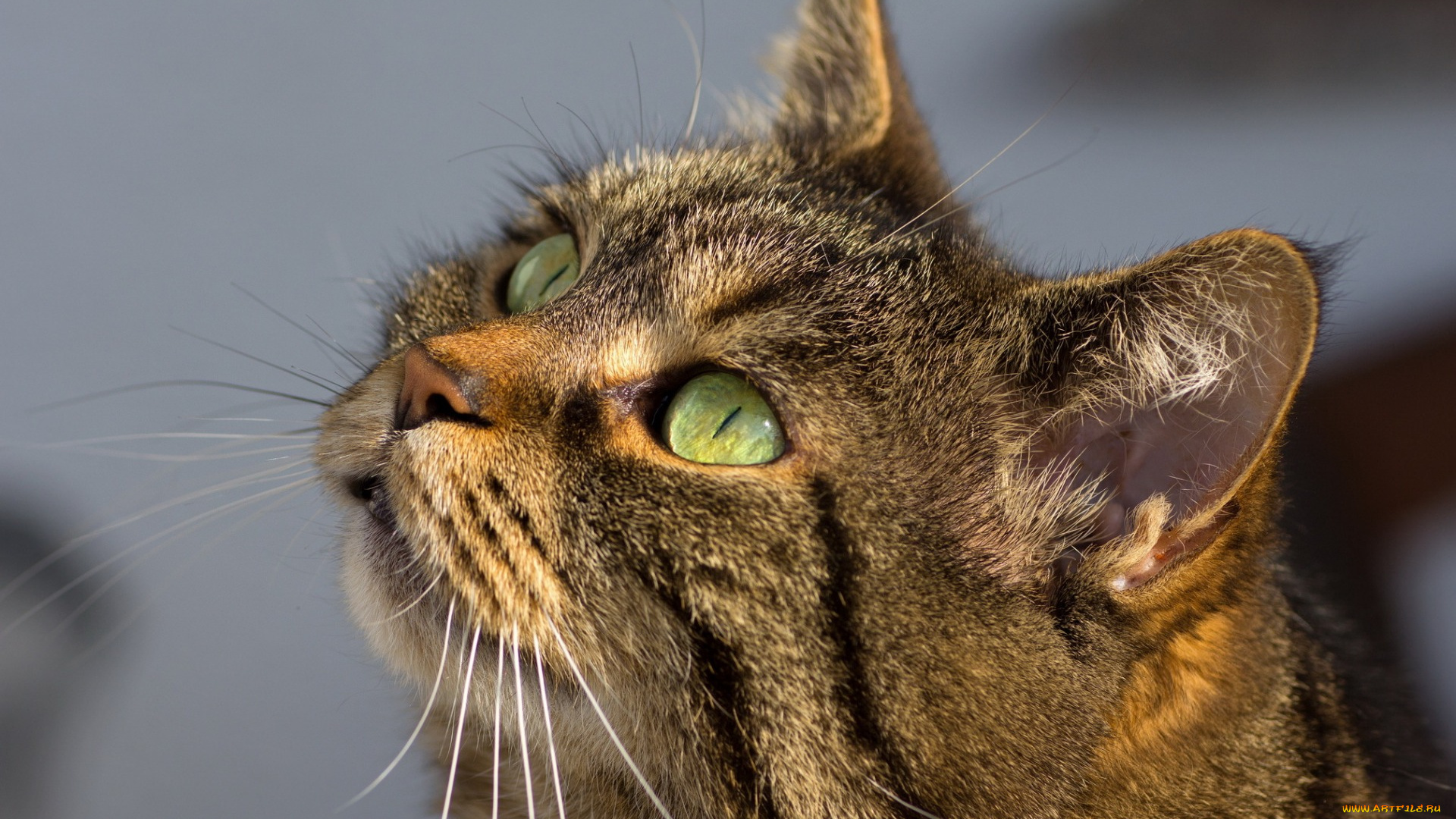 животные, коты, морда, взгляд