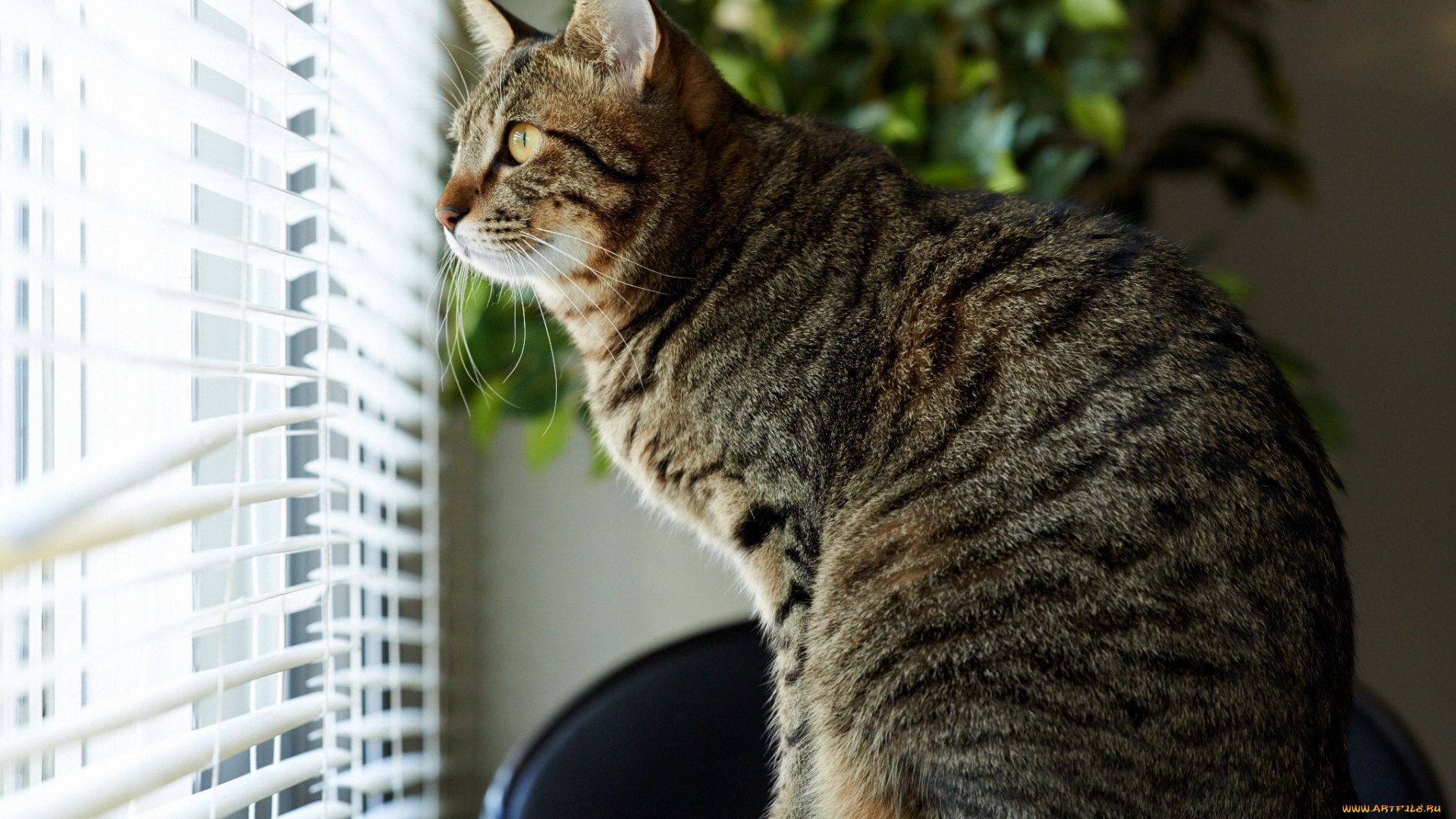 животные, коты, профиль