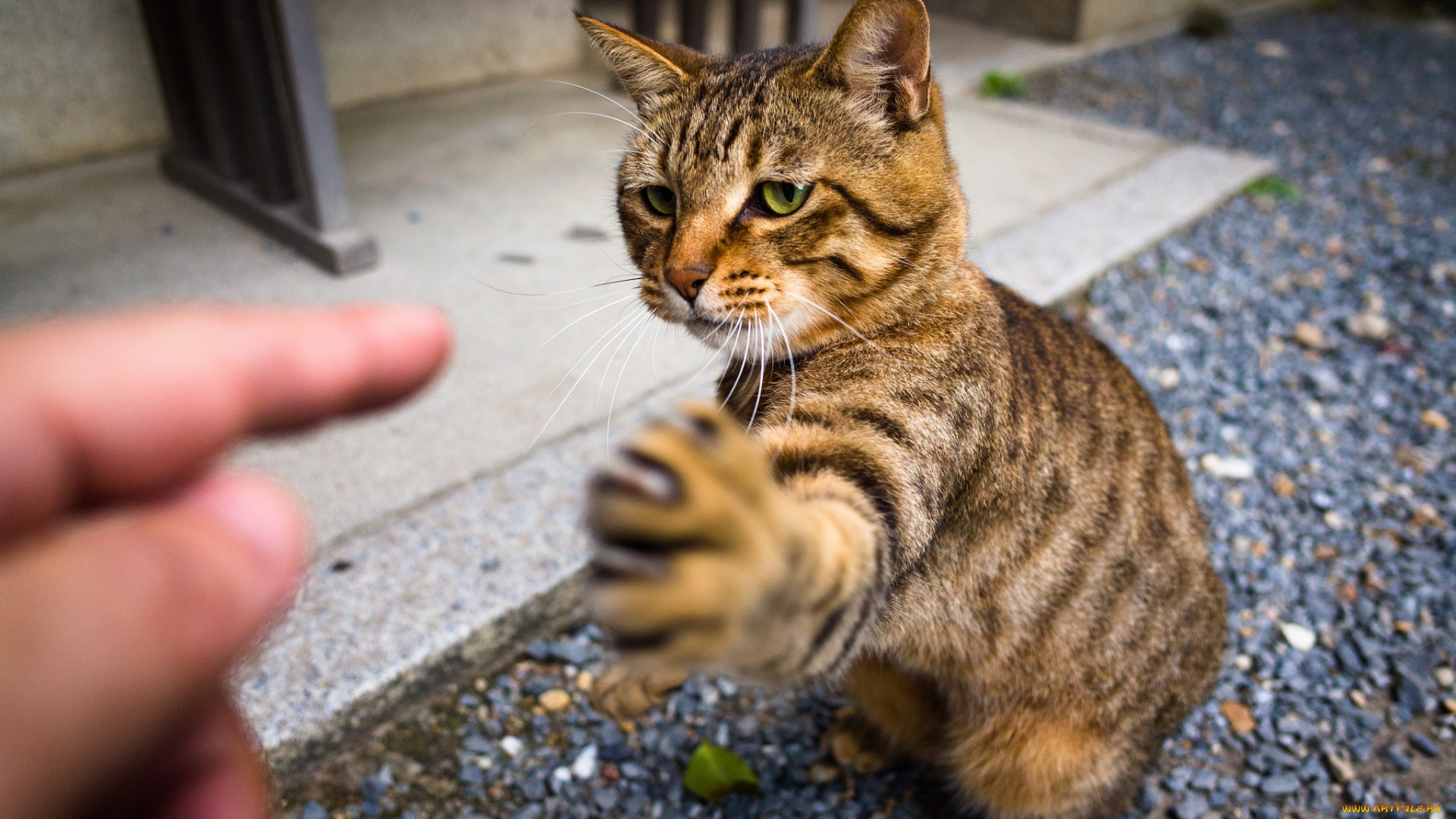 животные, коты, рука