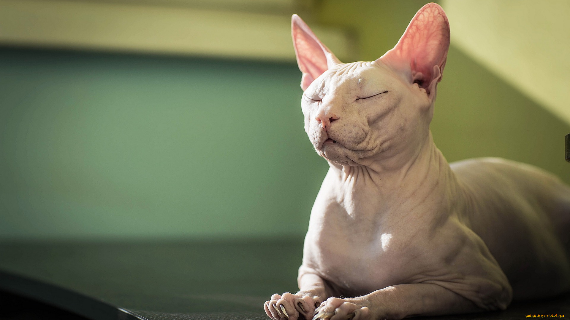 животные, коты, сфинкс