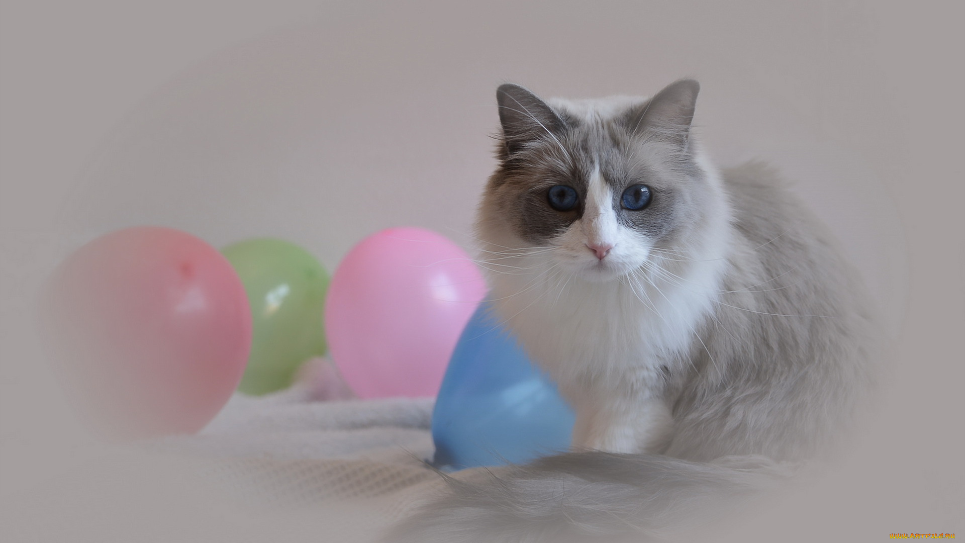 животные, коты, шары, взгляд, кошка