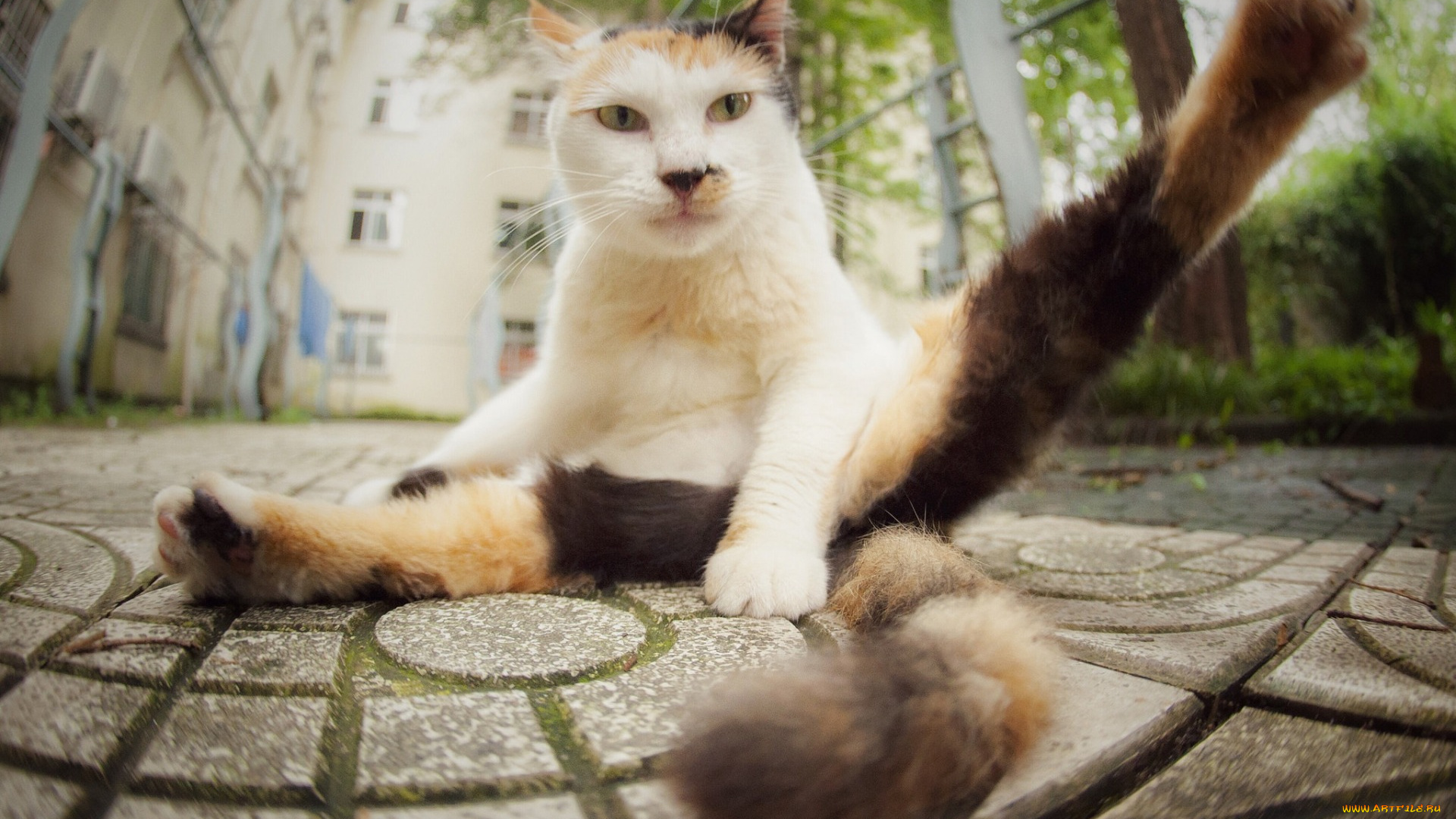 животные, коты, взгляд