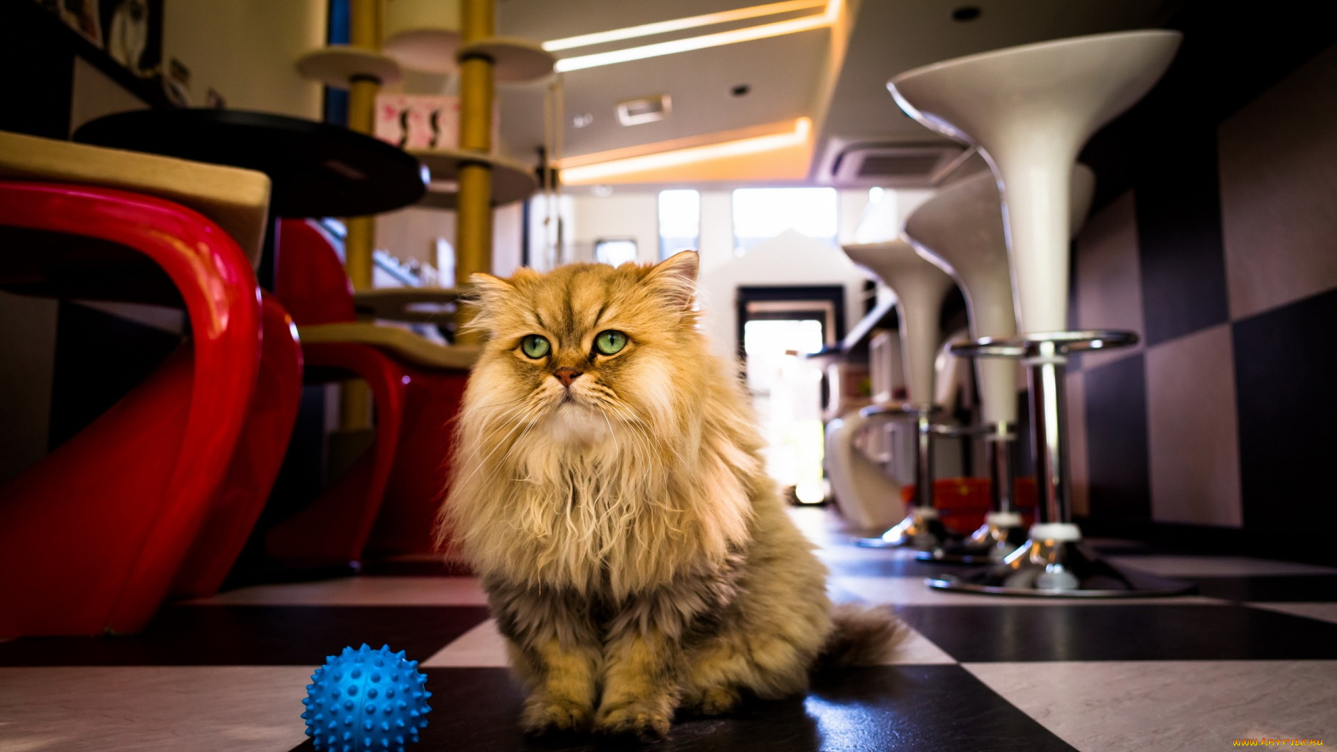 животные, коты, взгляд