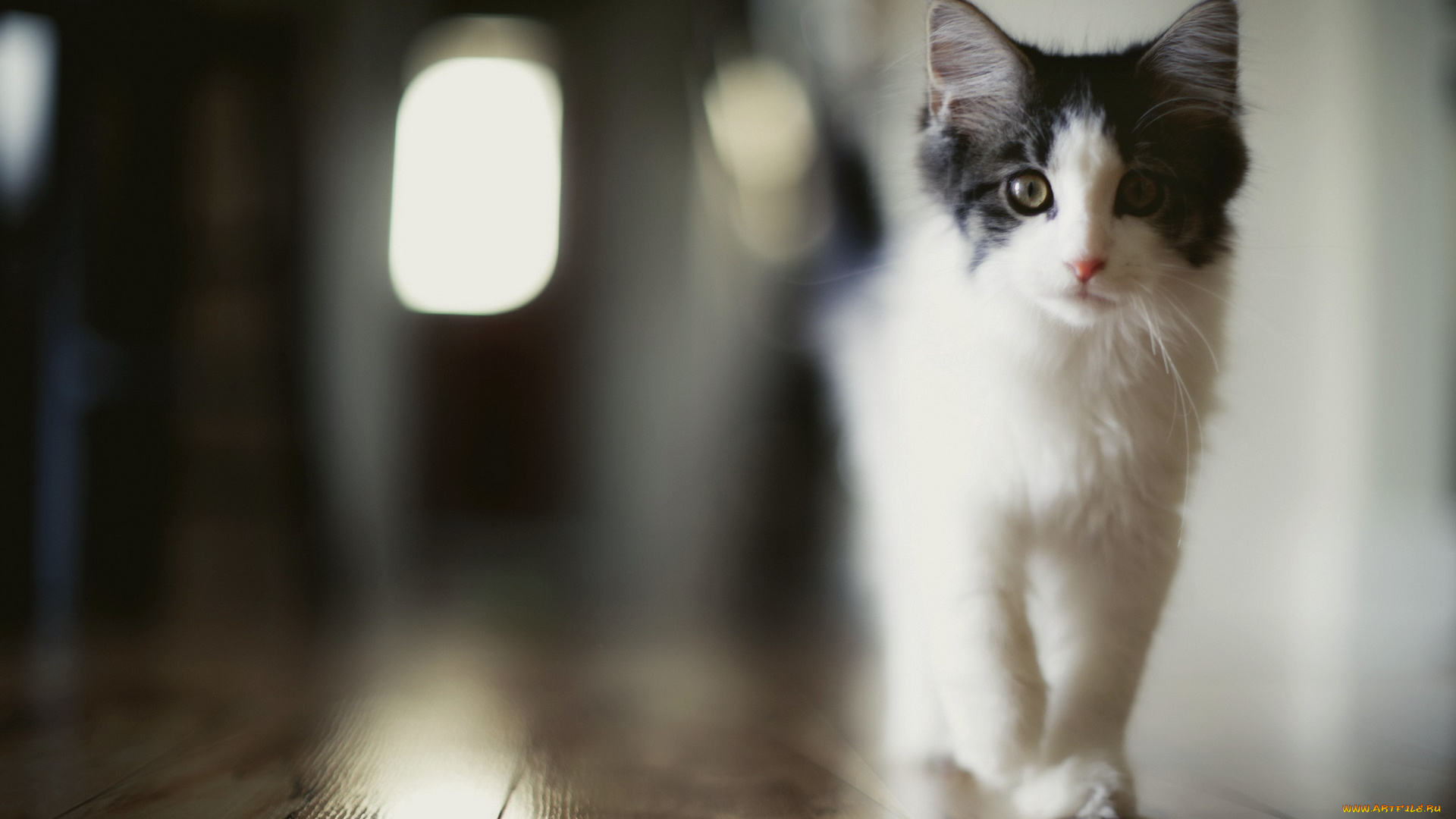 животные, коты, взгляд