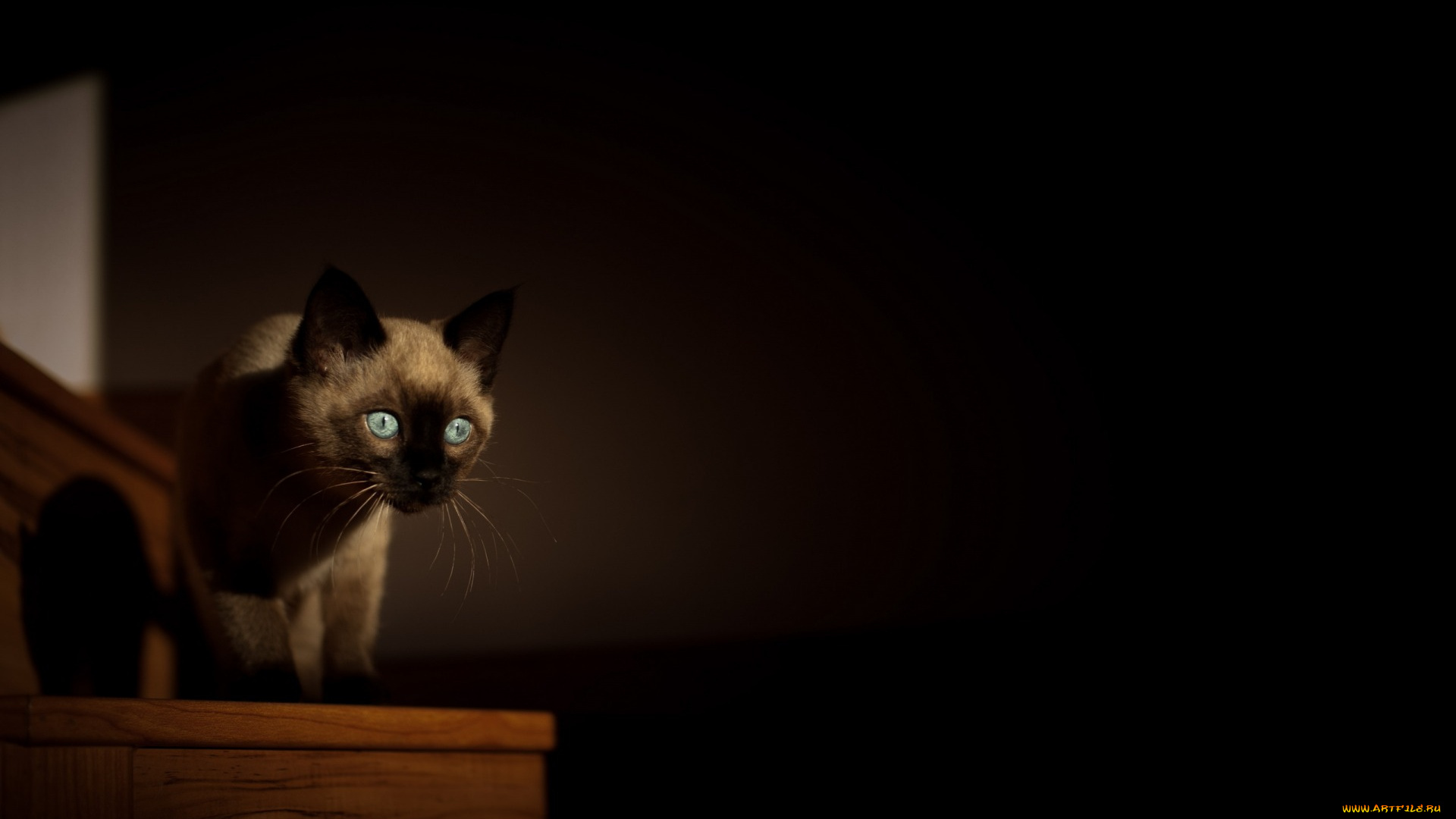 животные, коты, взгляд