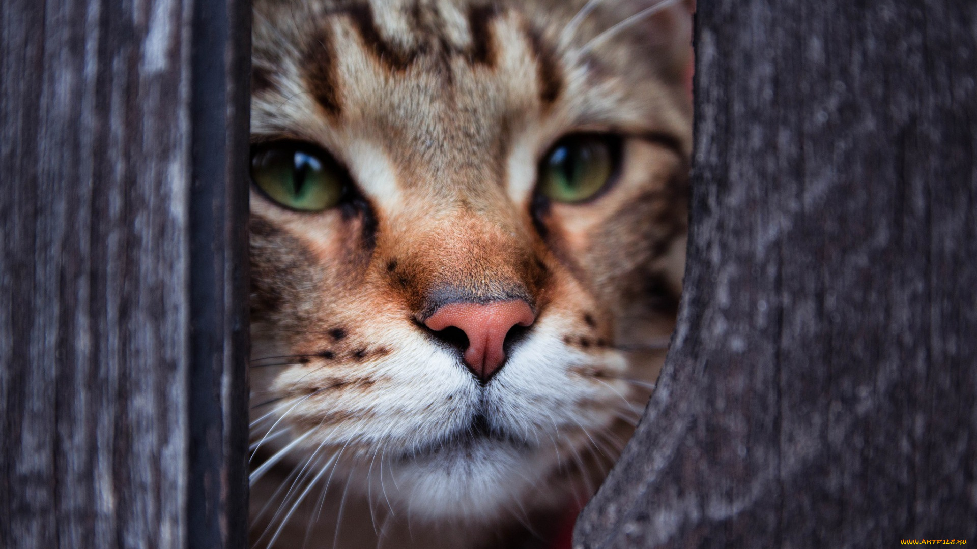 животные, коты, взгляд, морда