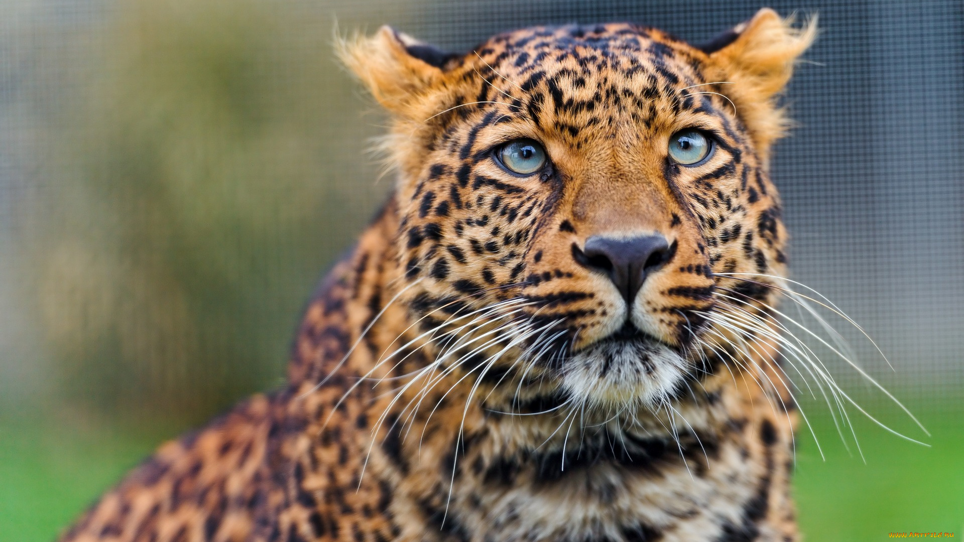 животные, леопарды, морда, взгляд