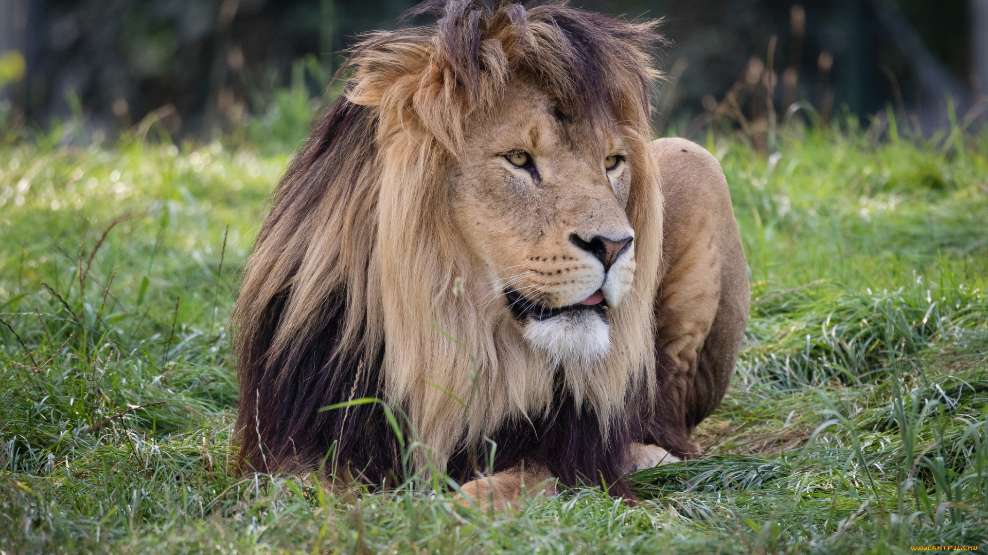 животные, львы, лев, природа, отых