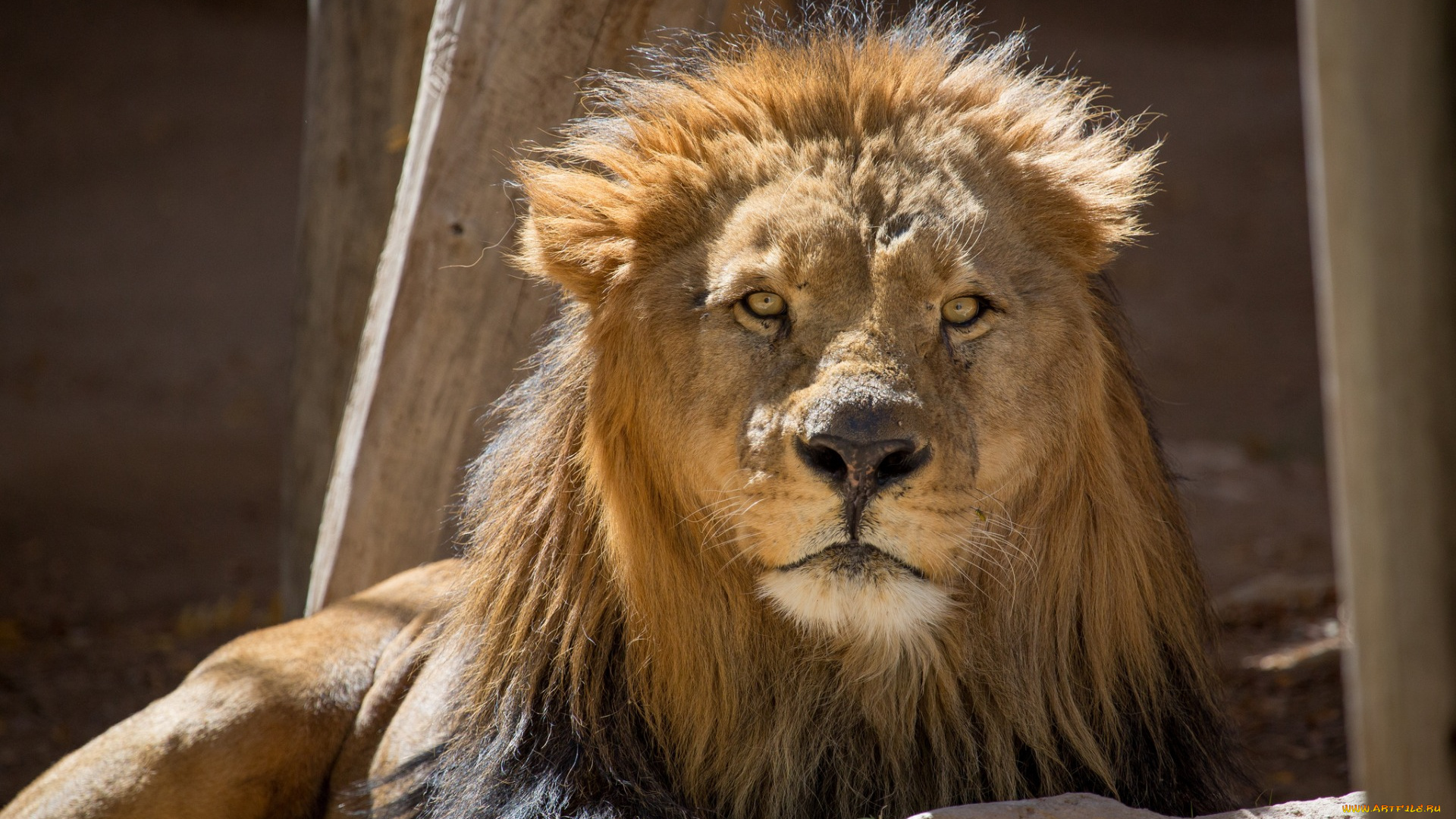 животные, львы, морда