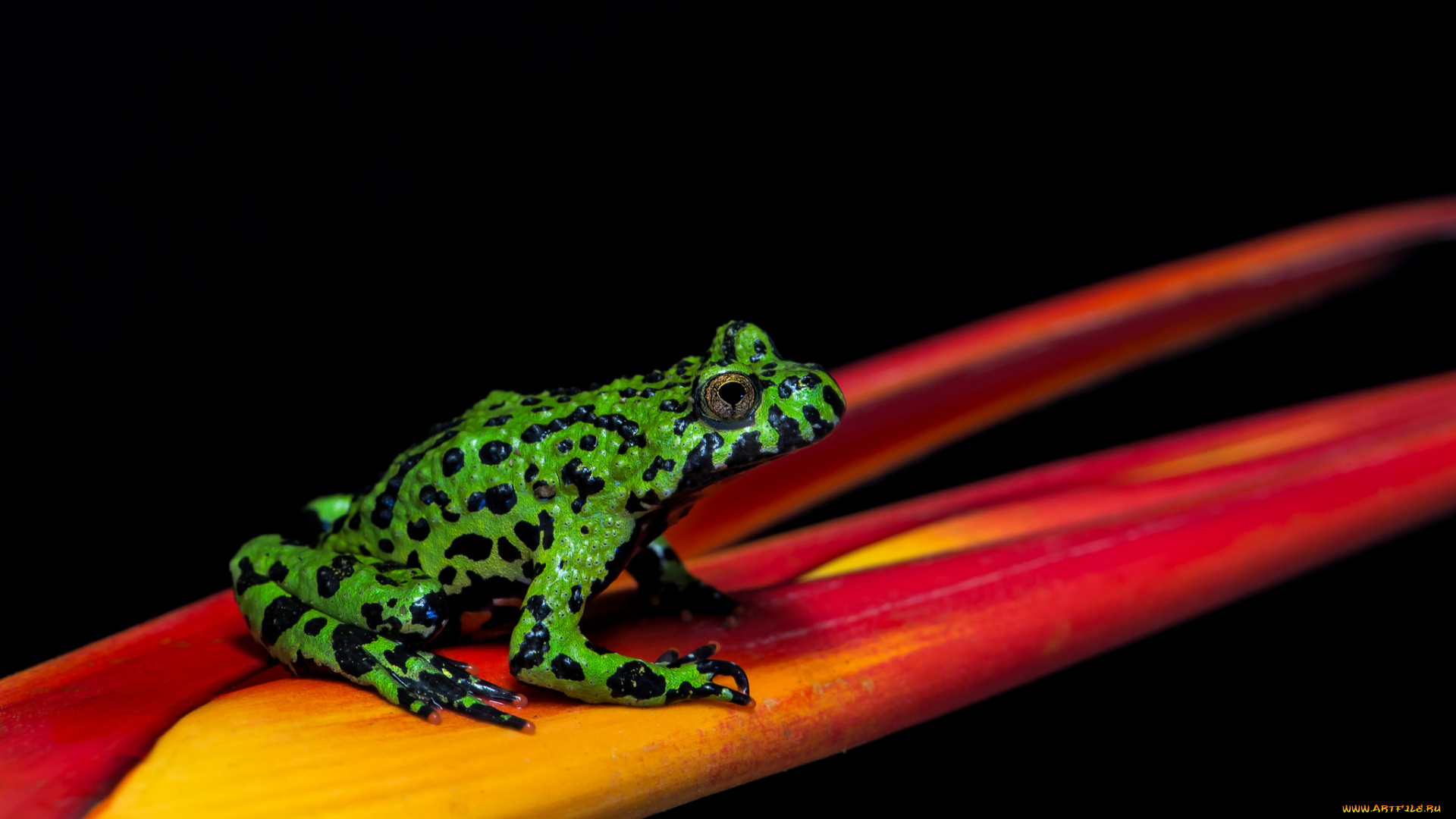 животные, лягушки, цветок, окрас, лягушка