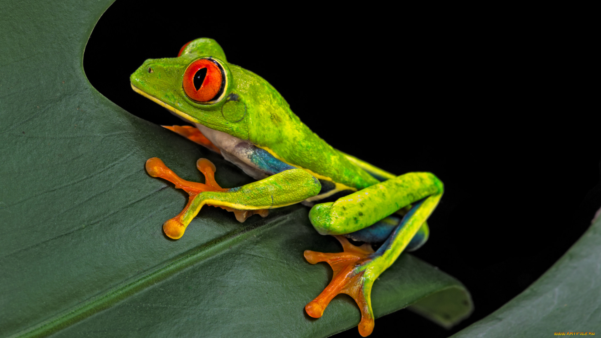 животные, лягушки, темный, фон, лист, лягушка