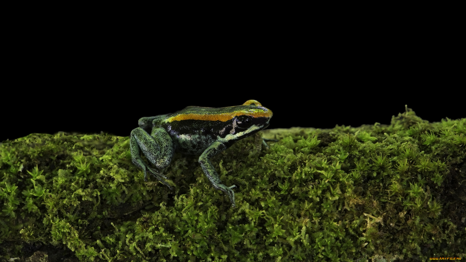 животные, лягушки, зеленый, лягушка, мох, темный, фон