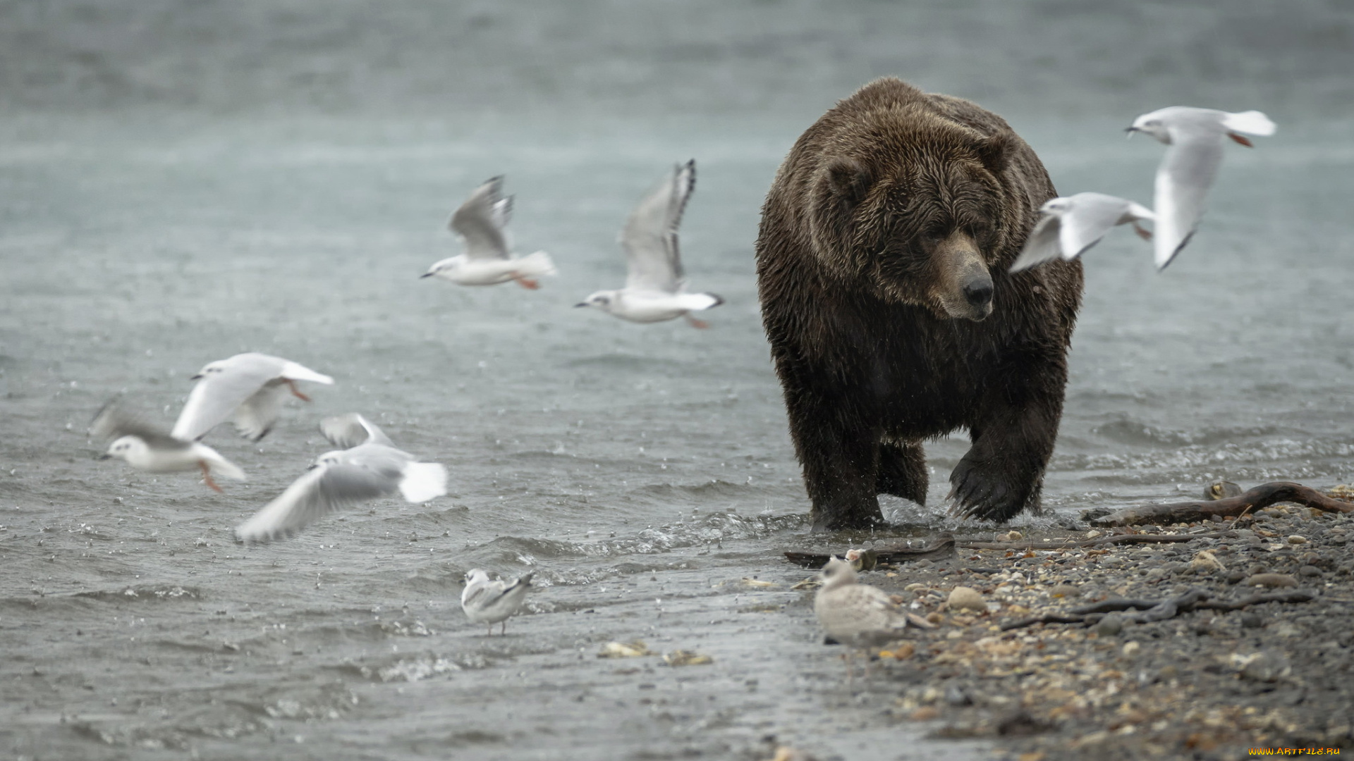 животные, медведи, природа, медведь, чайки