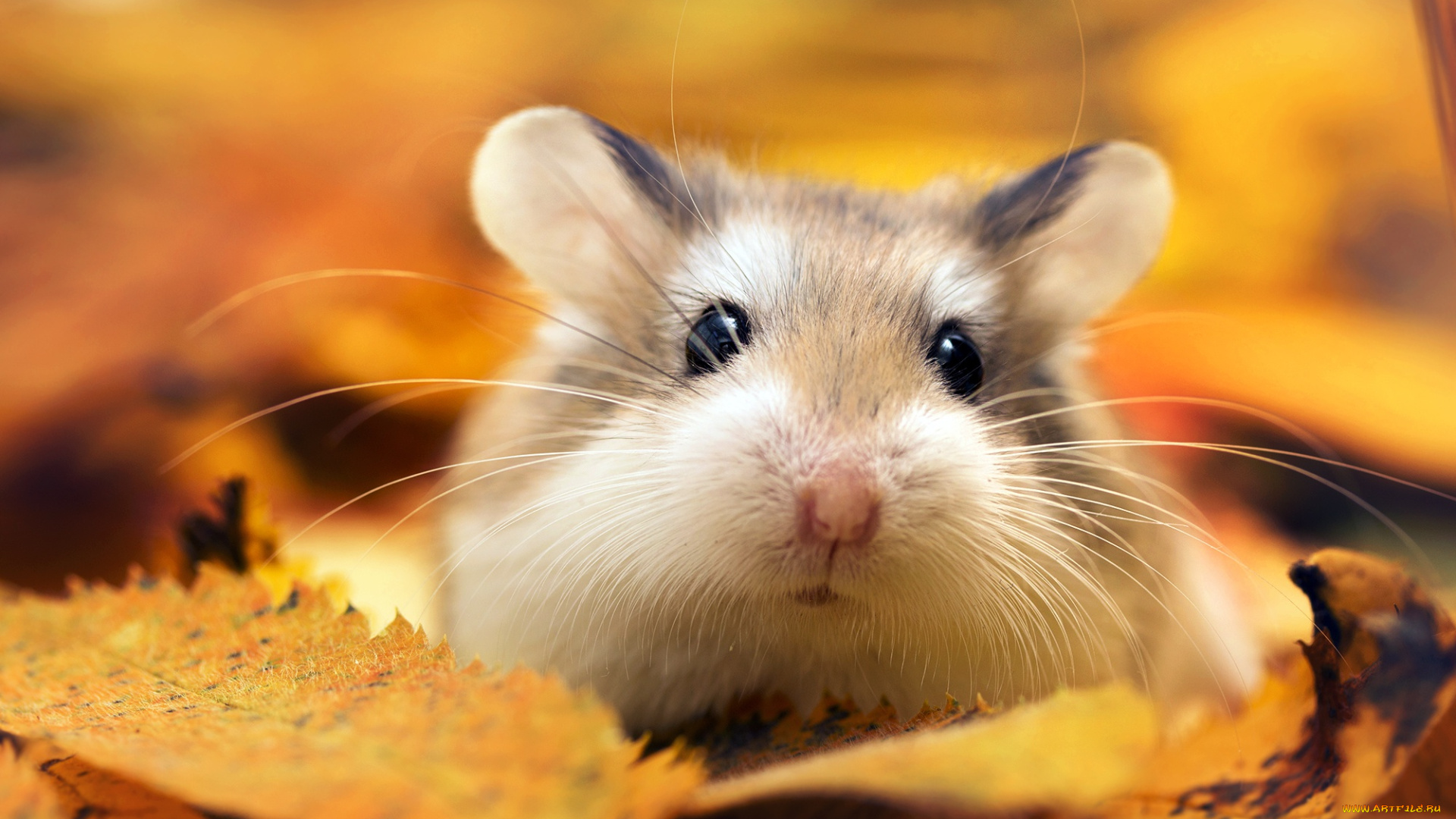 животные, морские, свинки, , хомяки, хомяк, листья, осень, макро