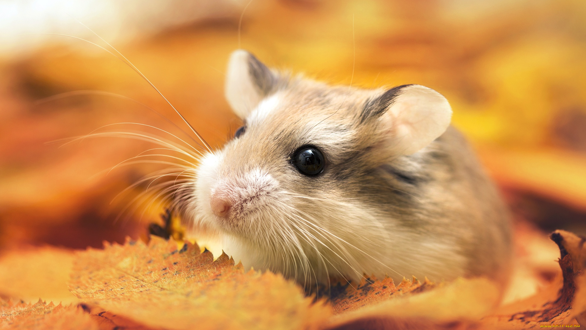 животные, морские, свинки, , хомяки, хомяк, листья, осень, макро
