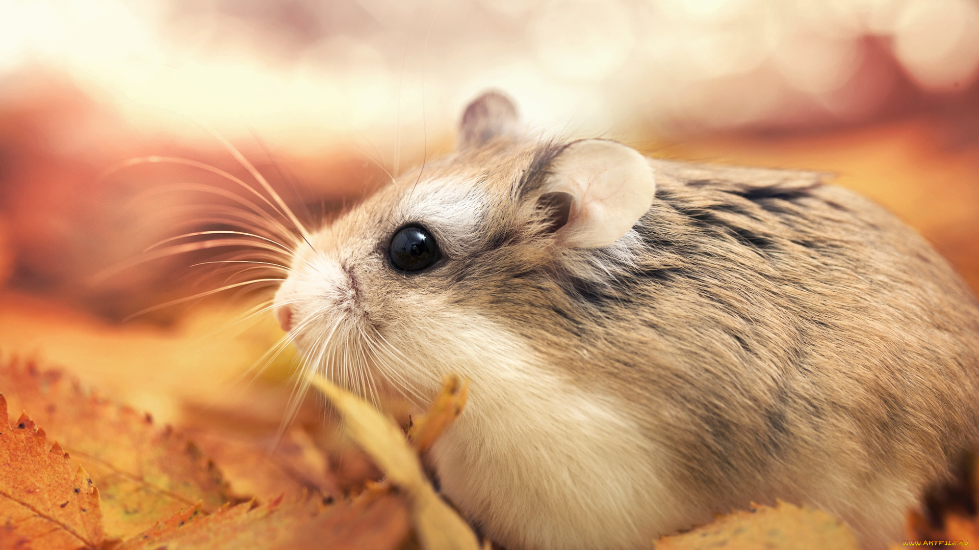 животные, морские, свинки, , хомяки, хомяк, листья, осень, макро