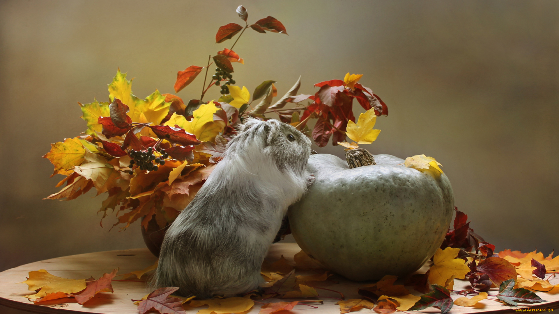 животные, морские, свинки, , хомяки, композиция, листья, тыква, осень, осенние, игры, октябрь, морская, свинка