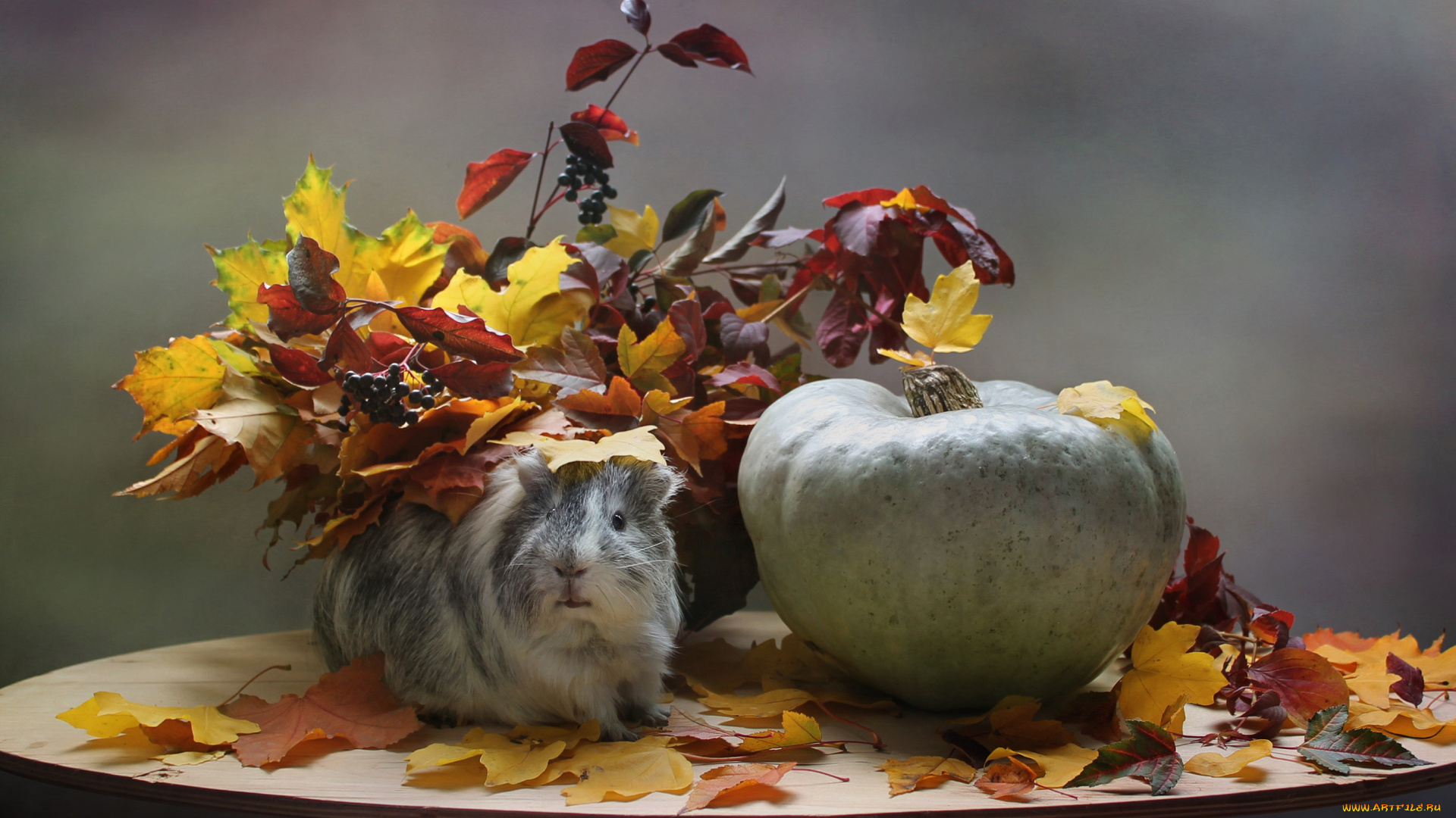 животные, морские, свинки, , хомяки, листья, композиция, октябрь, морская, свинка, тыква, осень, осенние, игры