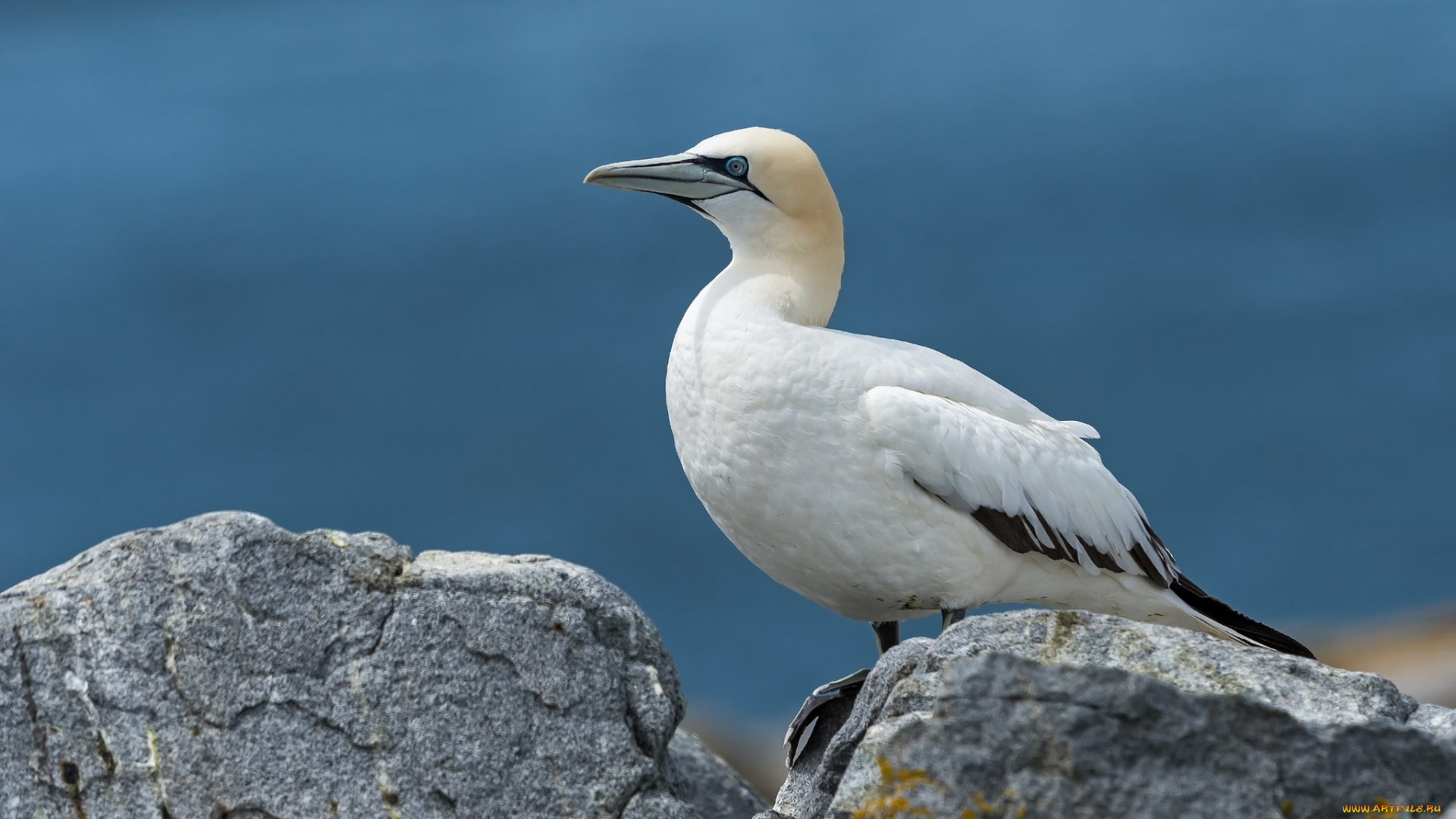 животные, олуши, олуша, лапки, клюв, белая, птица