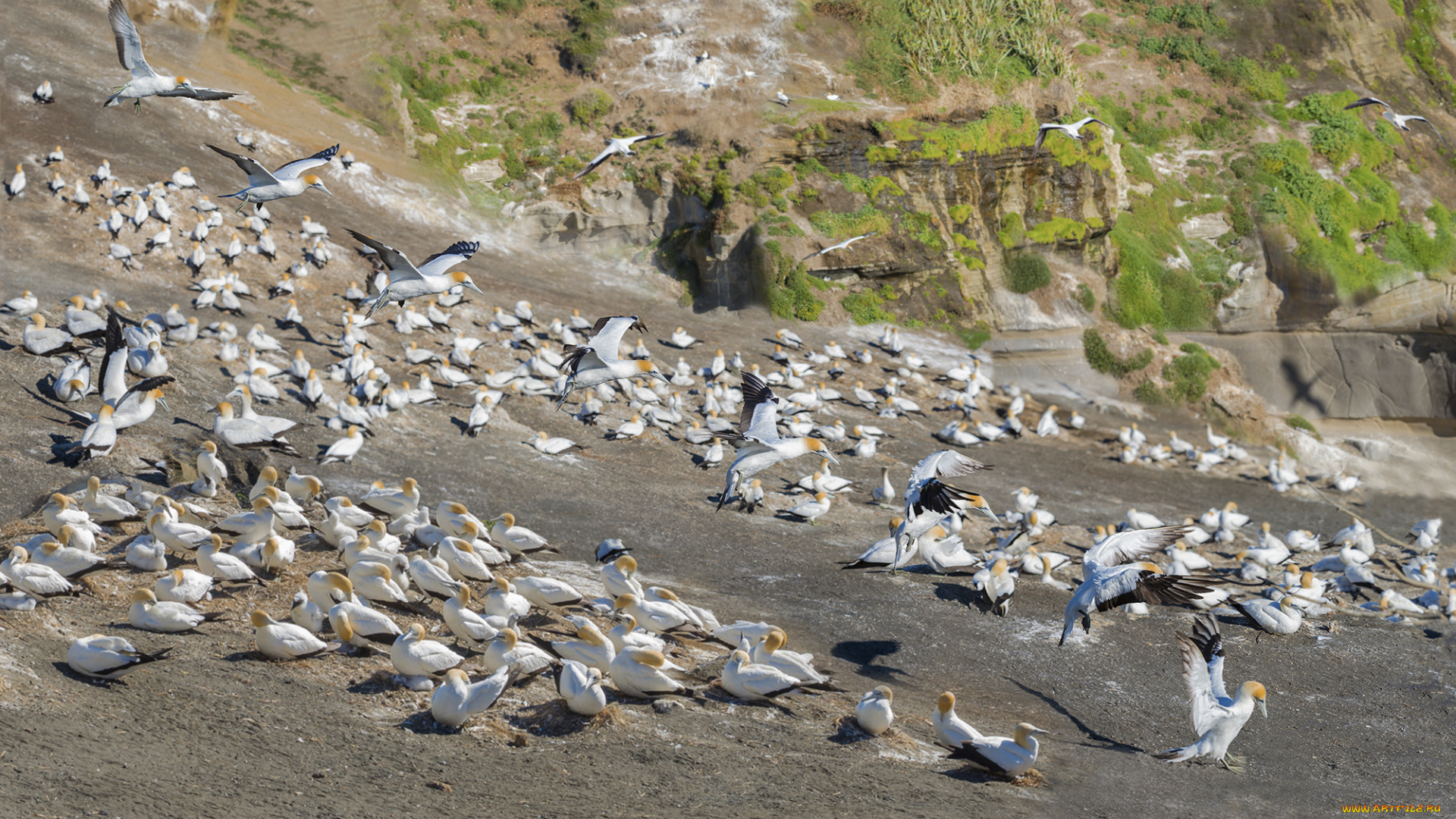 животные, олуши, птицы, белые, много, природа