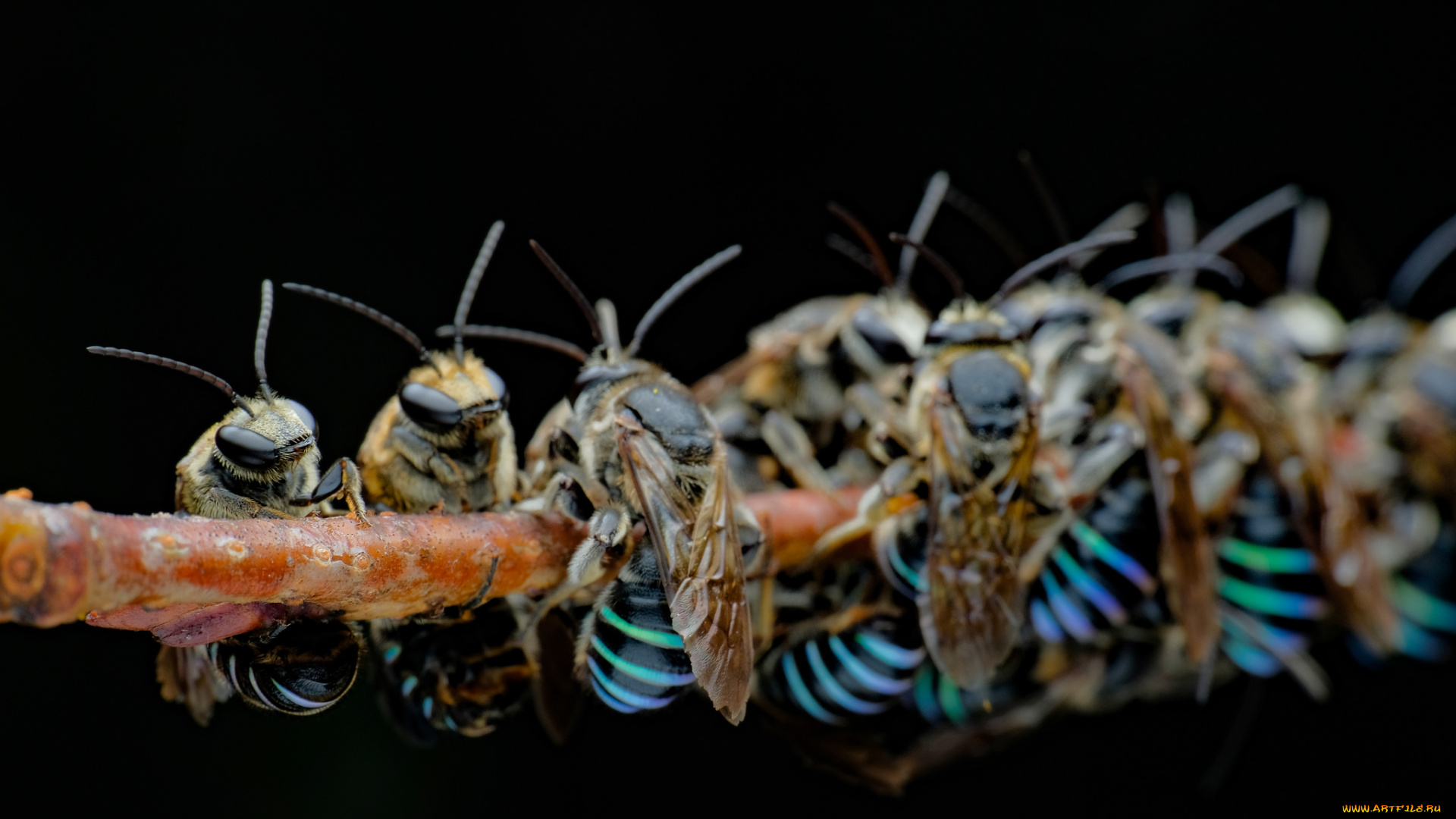 животные, пчелы, , осы, , шмели, осы, ветка, много