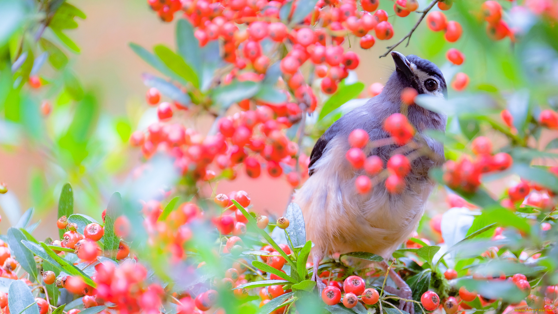 животные, птицы, природа, птица, дерево, ветки, ягоды
