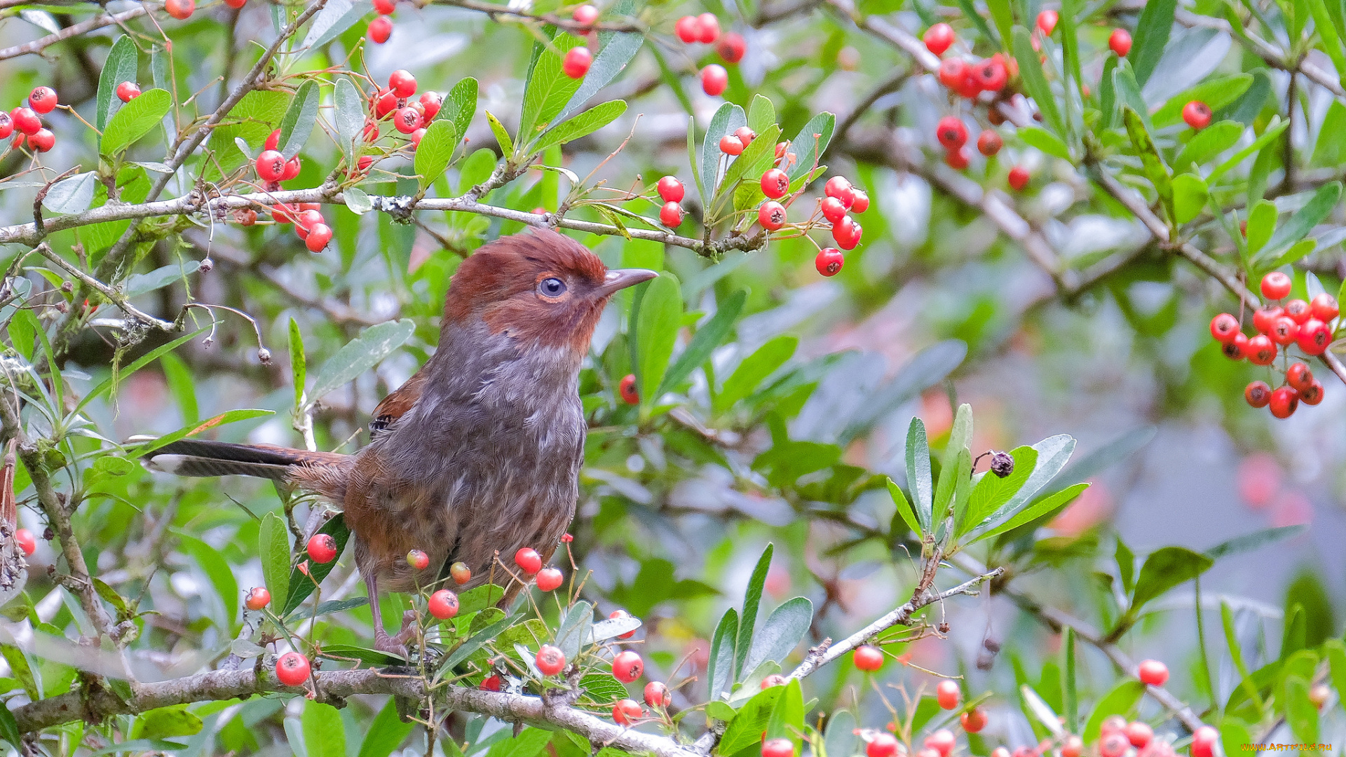 животные, птицы, природа, птица, дерево, ветки, ягоды